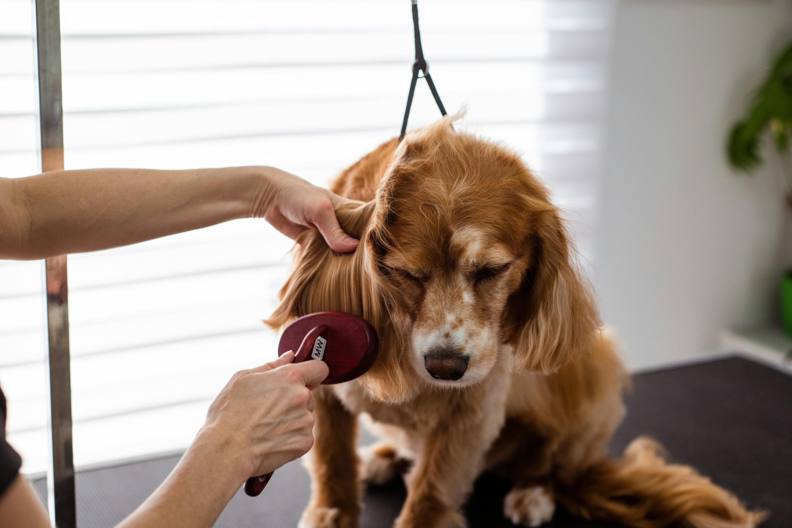 A glossy-coated dog after regular grooming sessions highlights the importance of brushing.
