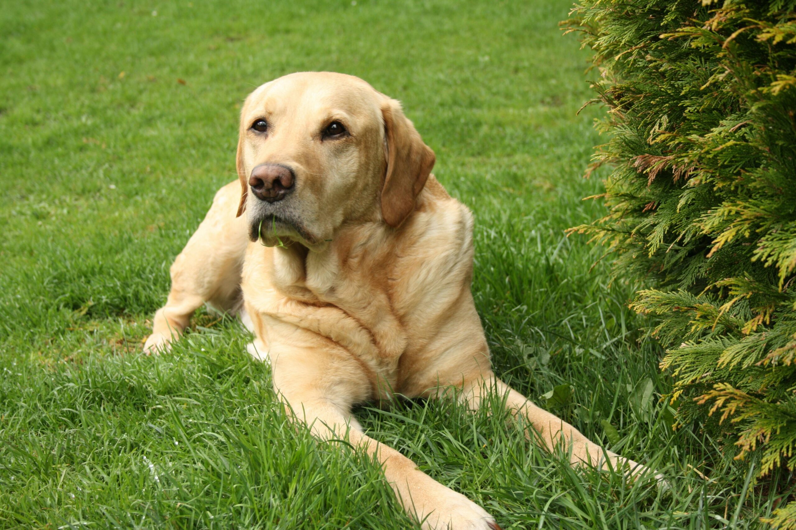 A golden retriever lying on grass with visibly thick, shiny fur
