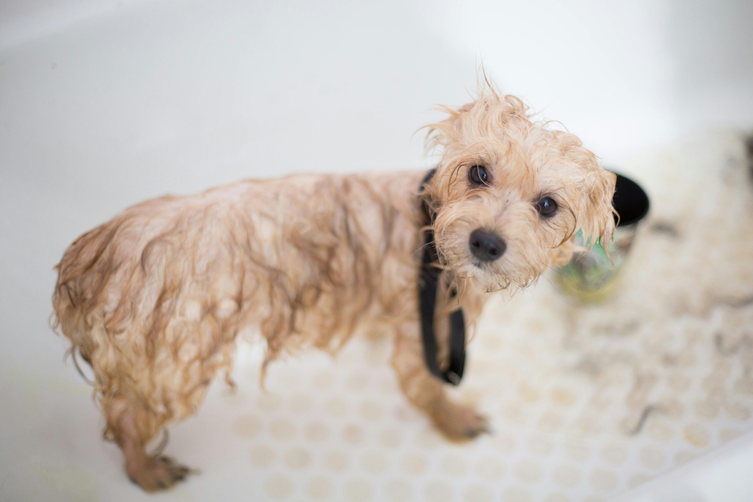 A person grooming a golden retriever using a pin brush