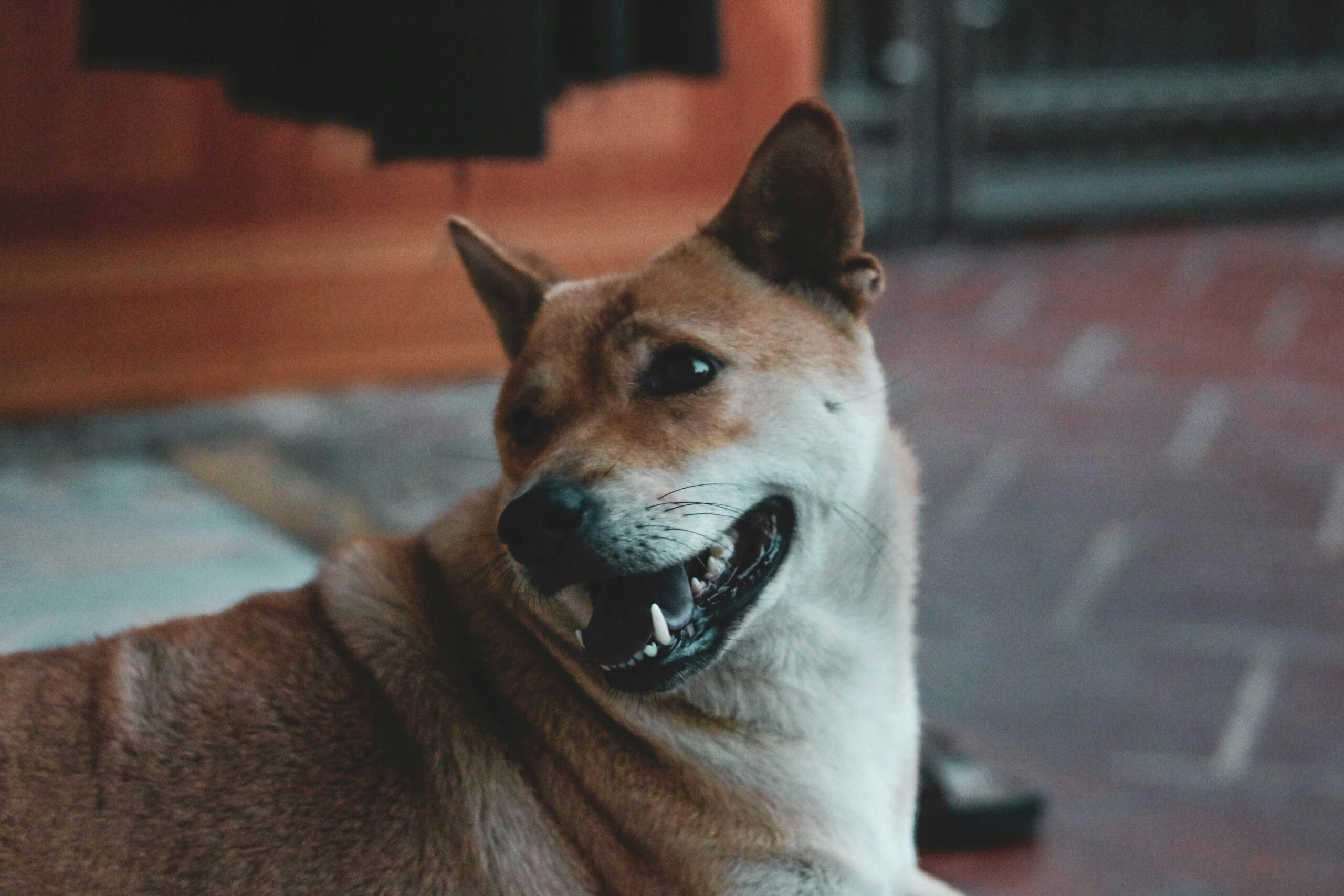 A smiling owner brushing their calm dog indoors