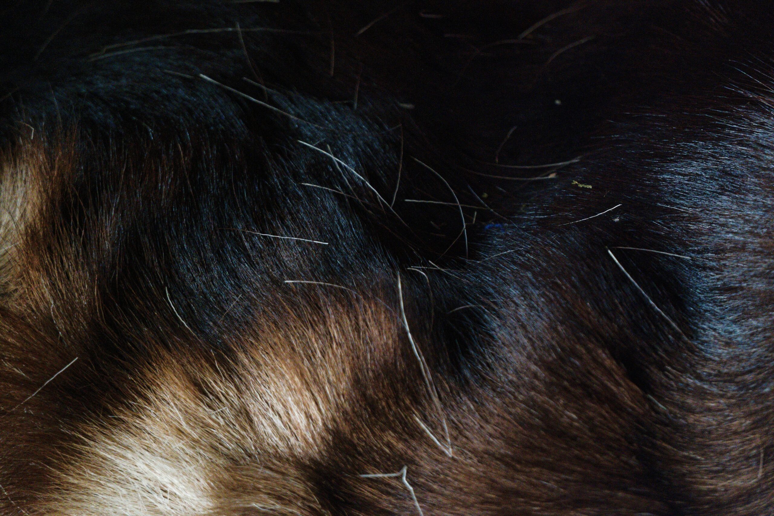 close-up of dog being brushed