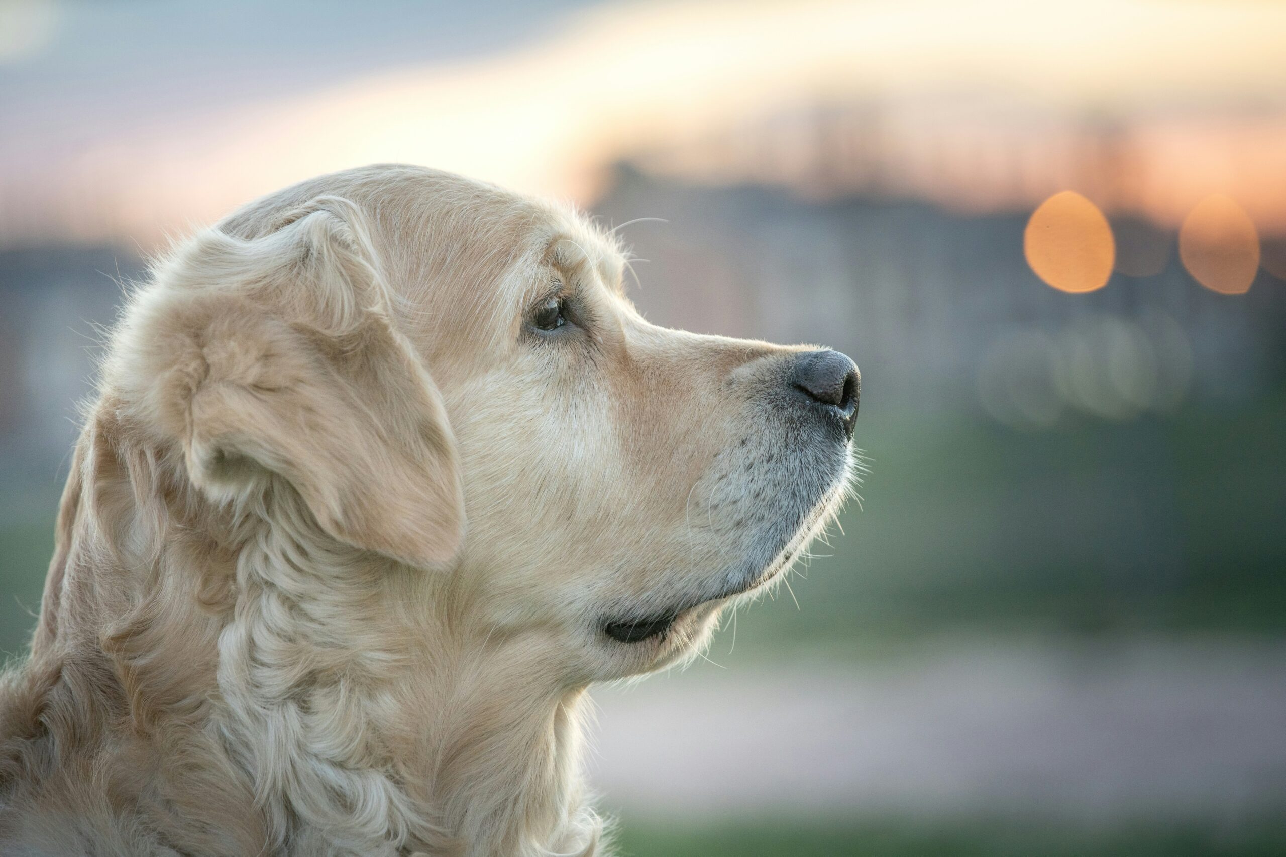 Diagram highlighting common sensitive areas on dogs and cats