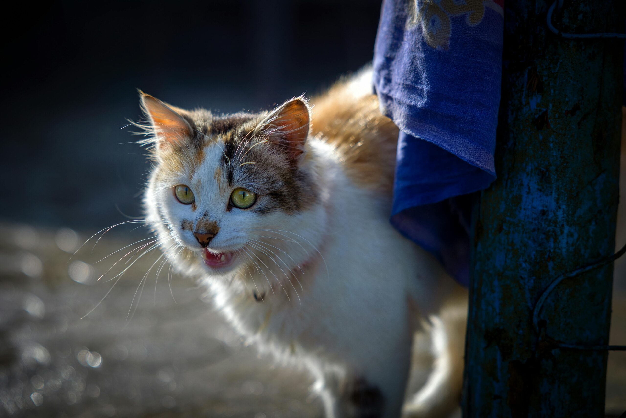 Diagram showing how slicker brushes distribute oil in pets' fur