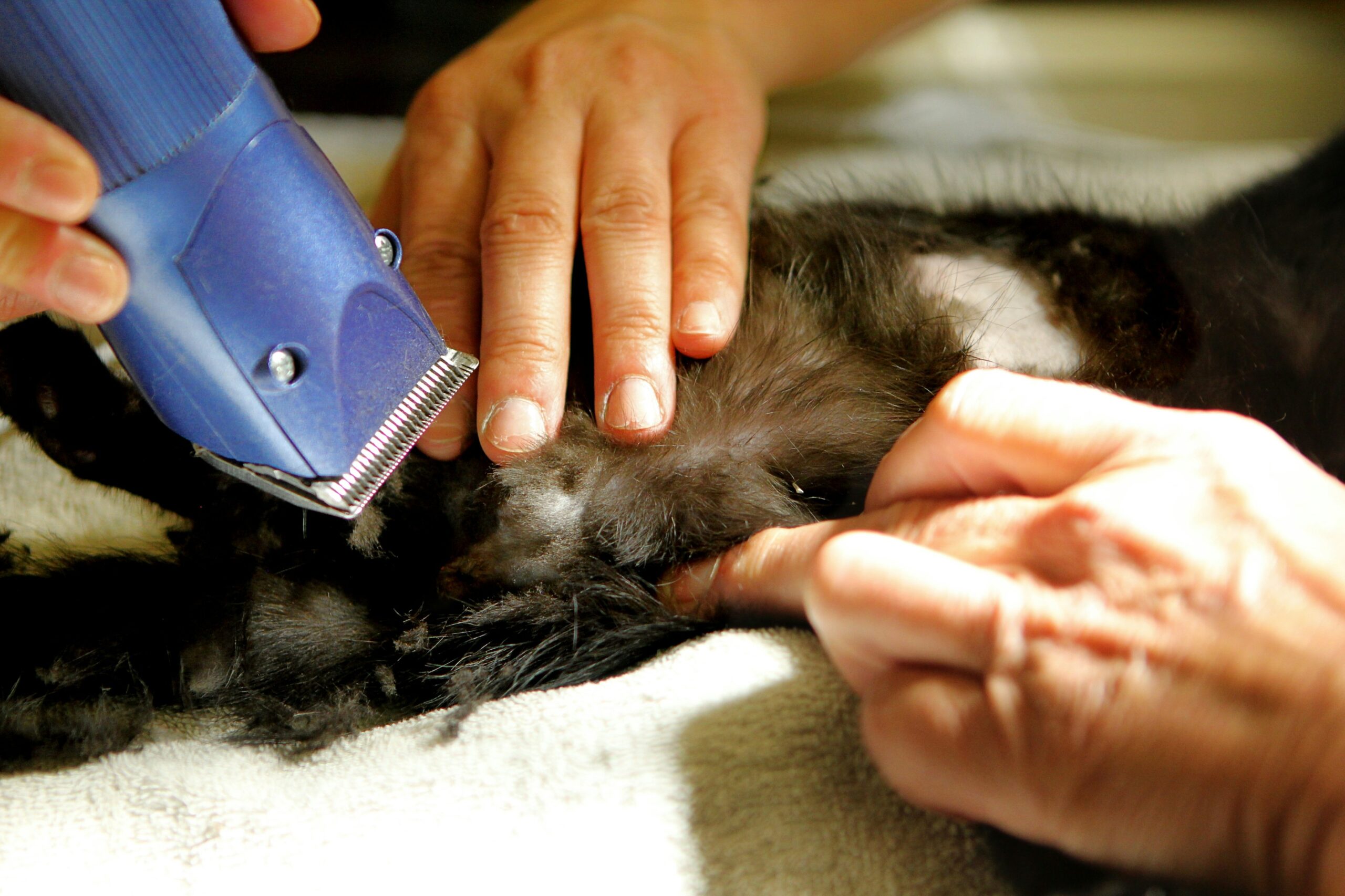 A Whippet breed's shiny coat after consistent grooming