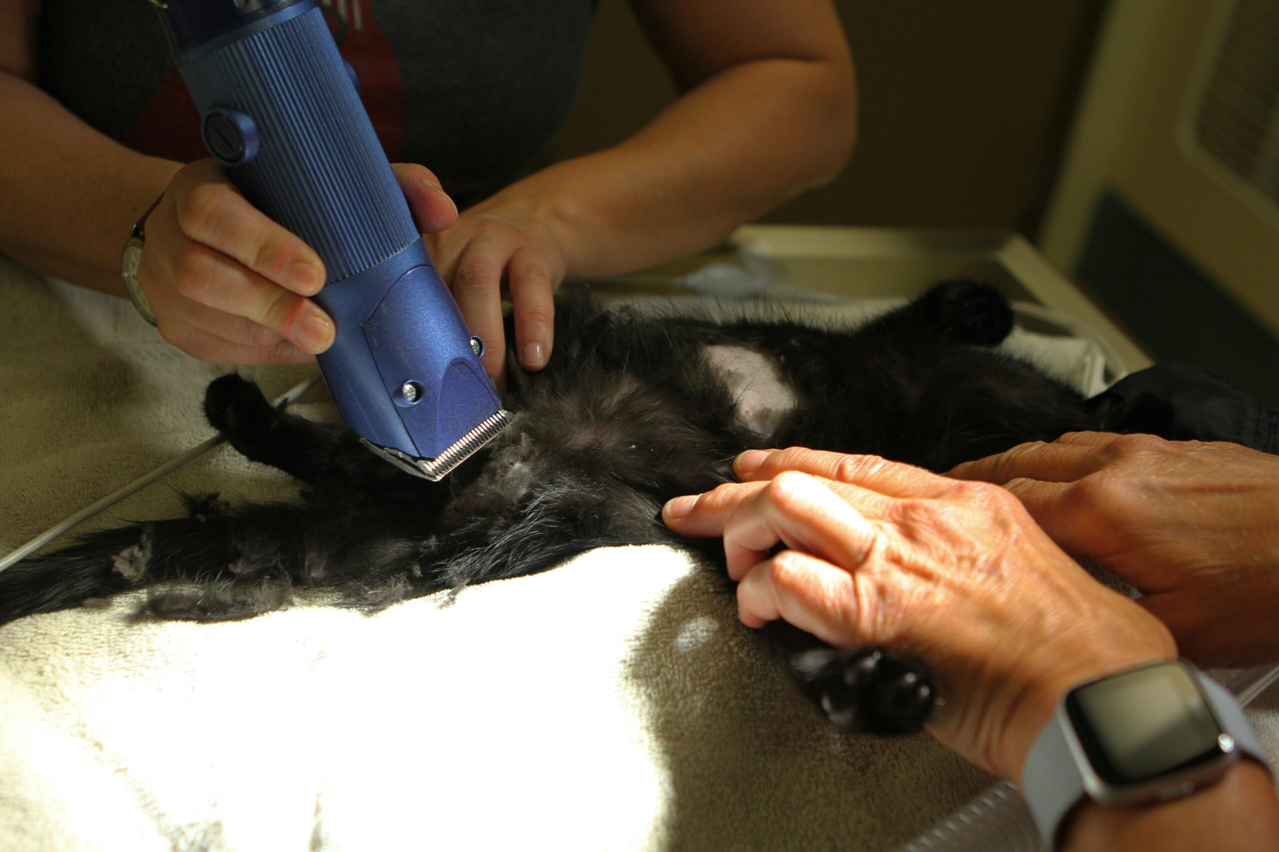 dog grooming with bristle brush