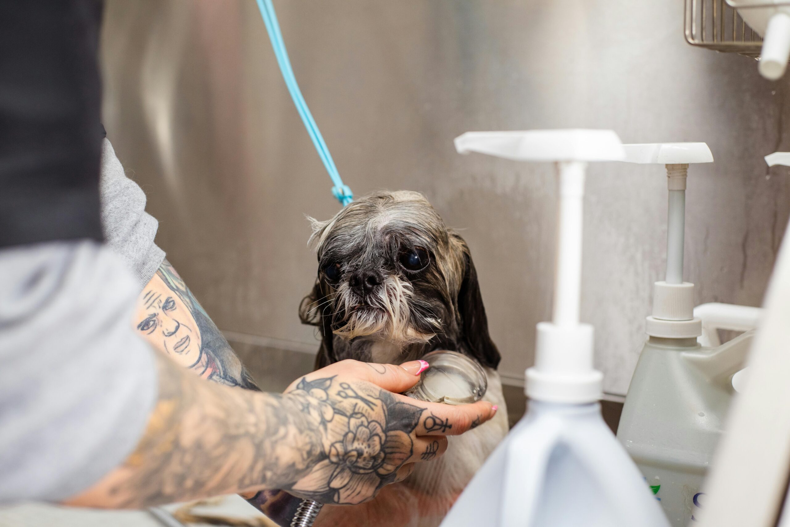 Dog resisting grooming session