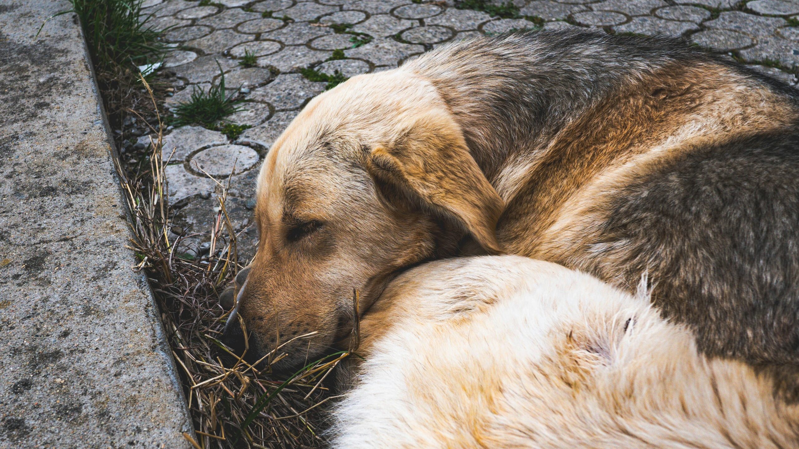Dog suffering from inflammation caused by tangled fur