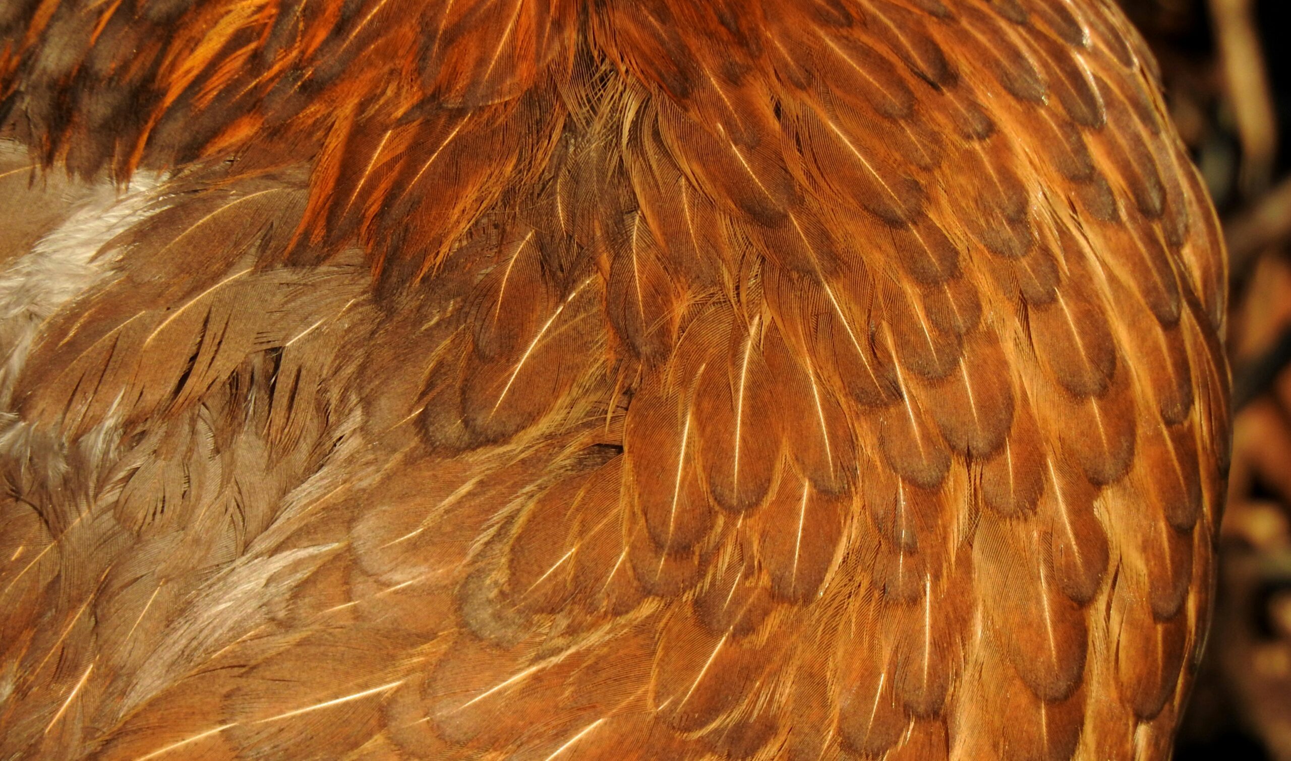 Golden retriever with smooth, groomed fur post-brushing session