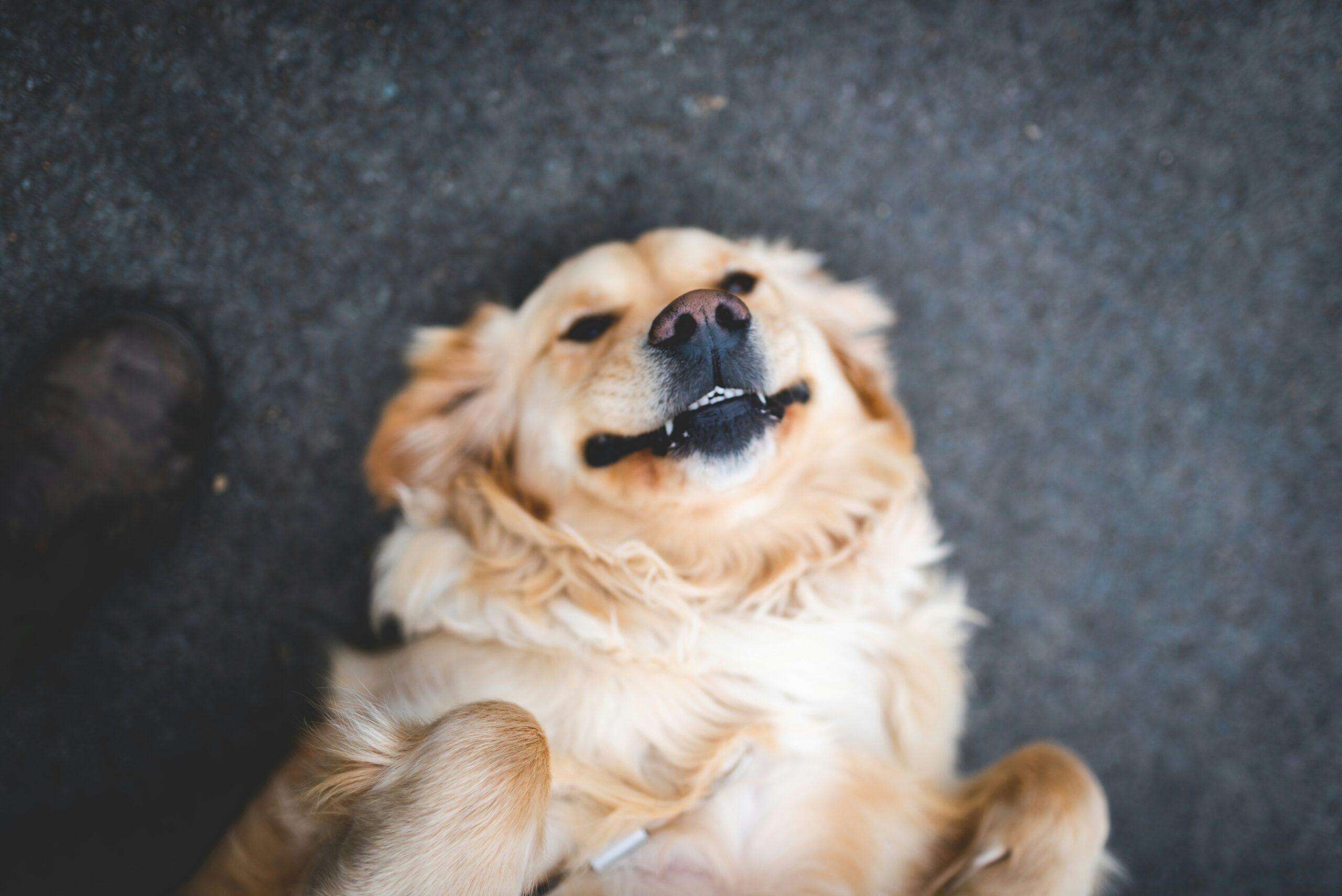 Golden retriever with tangled fur being brushed by hand
