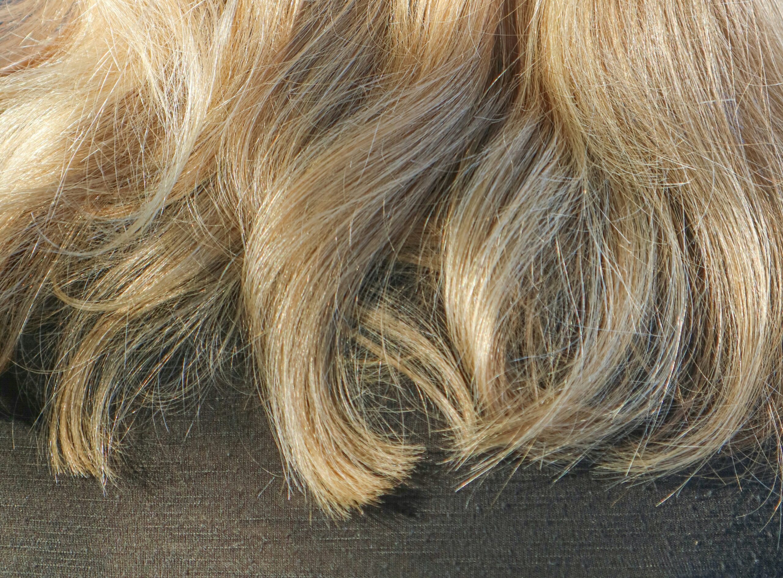 Illustration showing split ends and hair damage in dogs