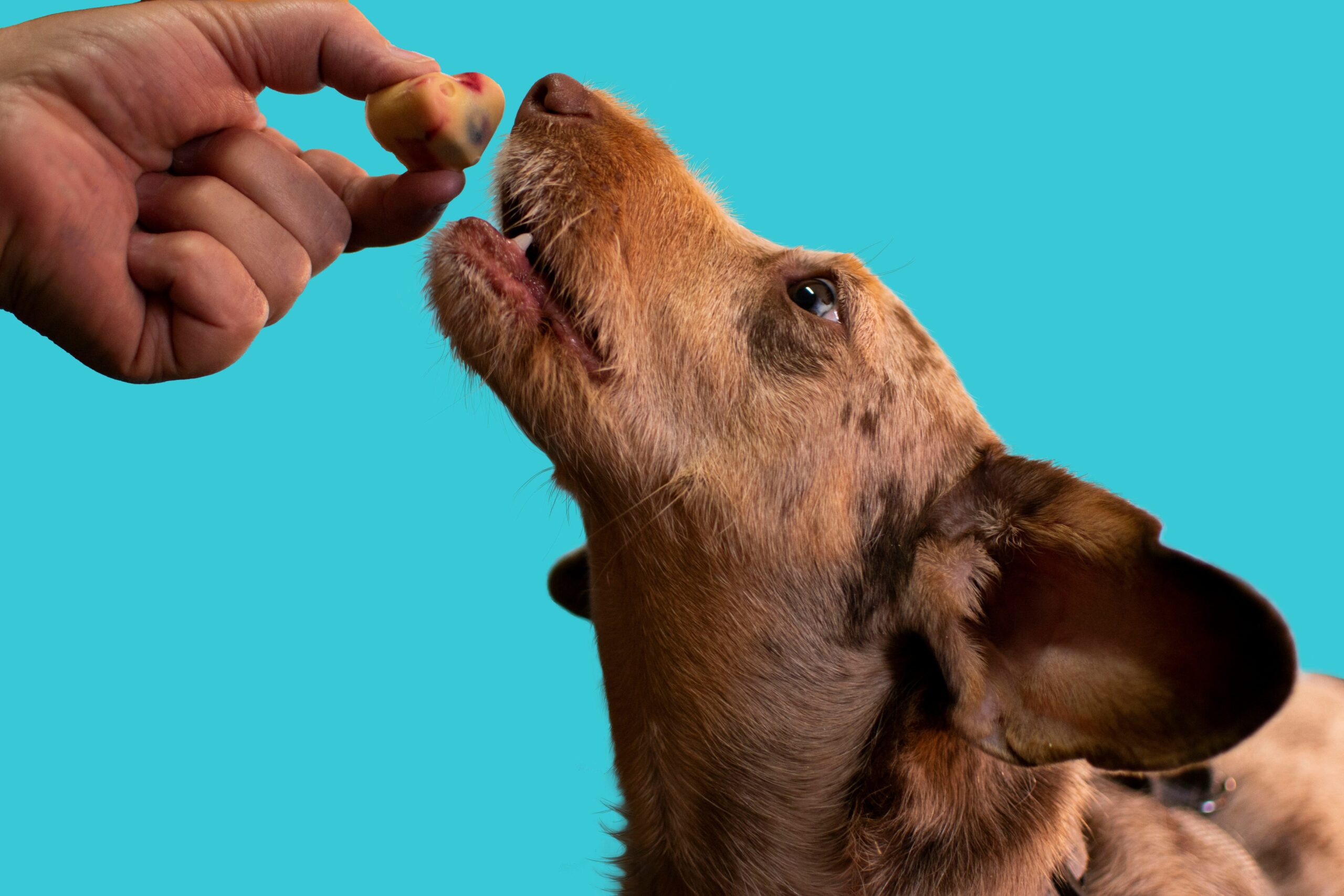 Illustration showing steps to proper pet grooming