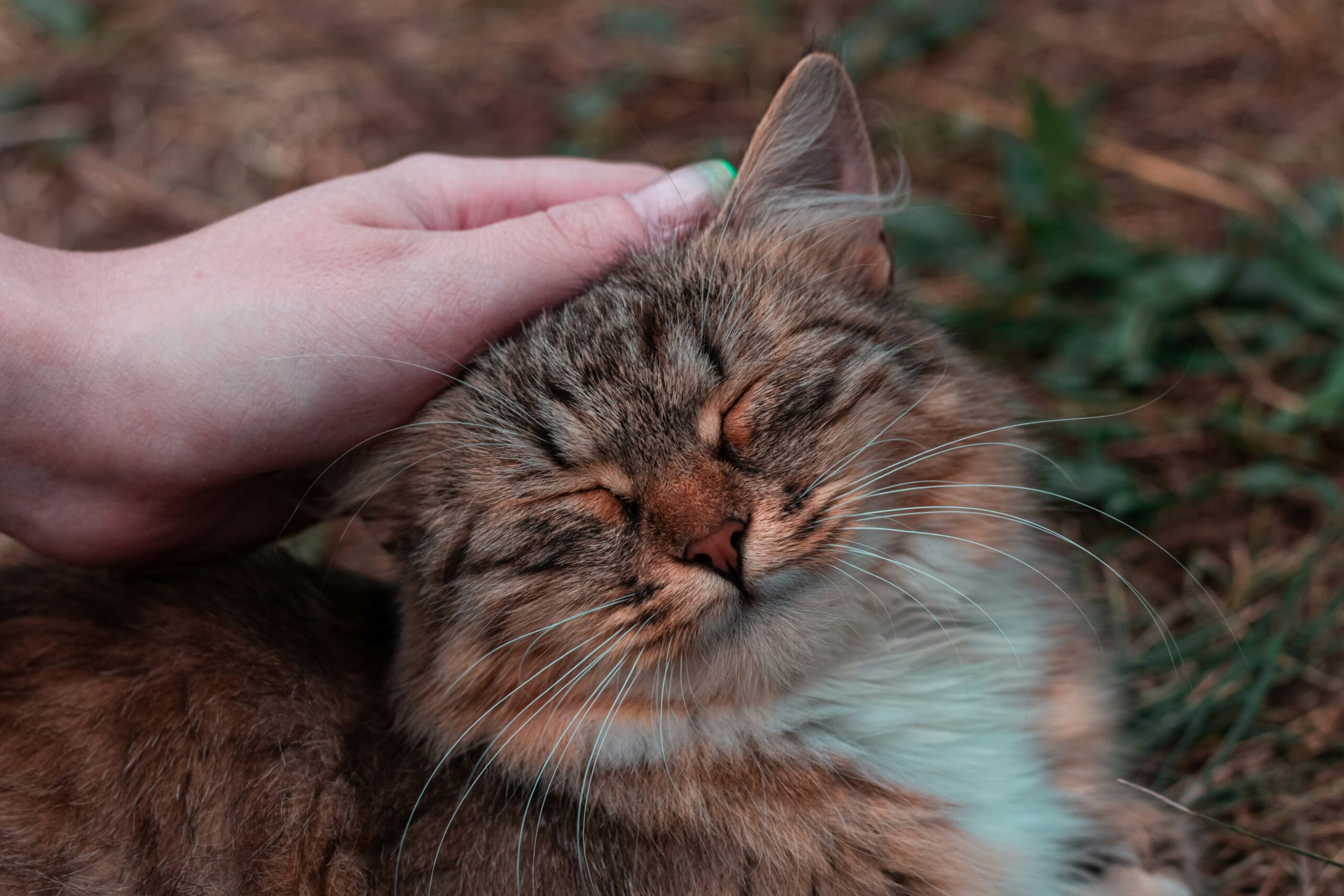 Close-up shot of a smiling puppy enjoying a grooming session