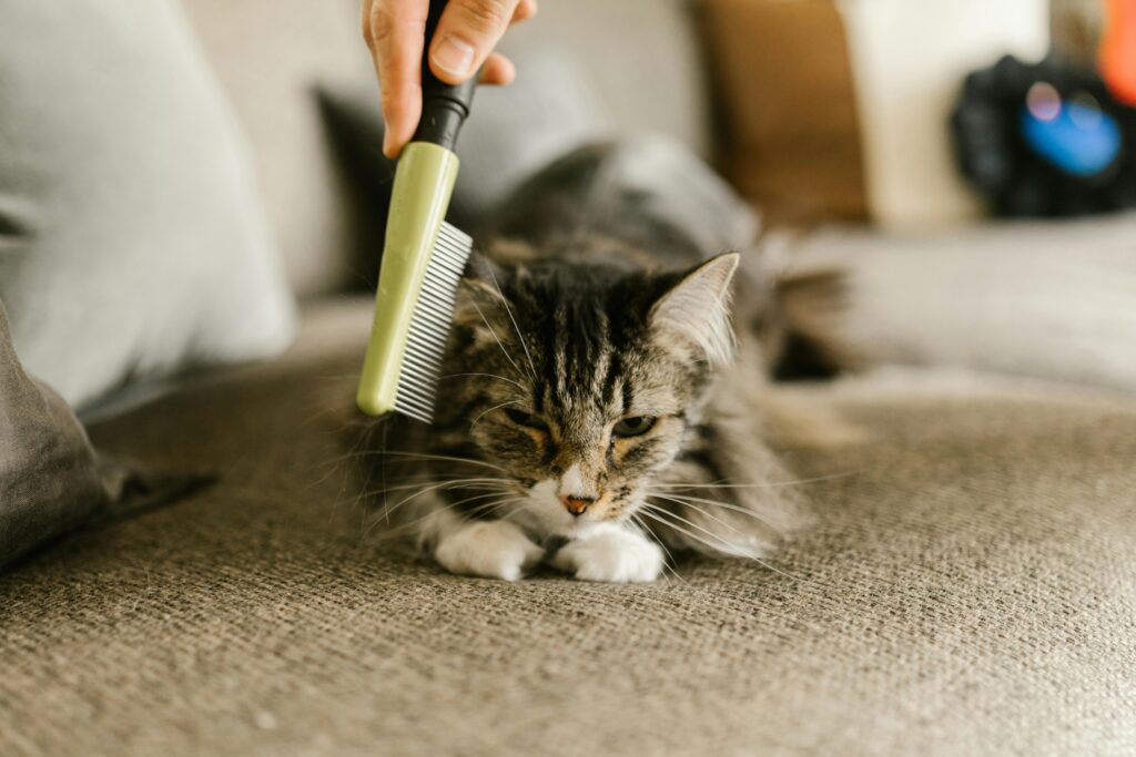 Slicker Brushes for Pets