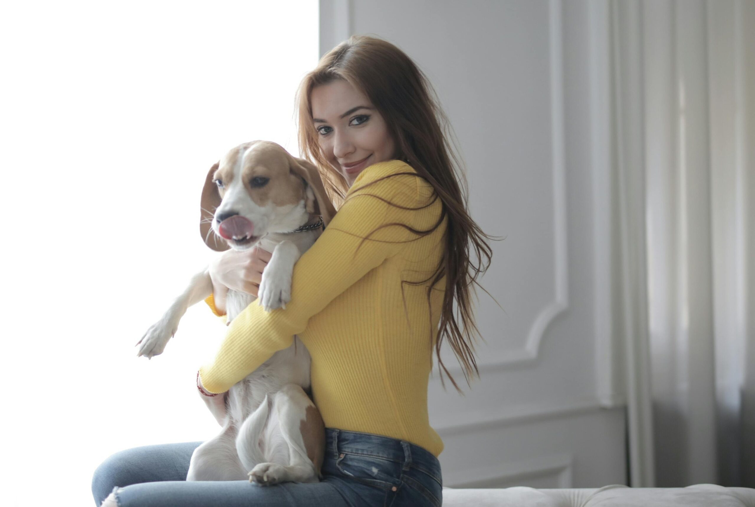 Smiling golden Labrador sitting next to its owner holding a slicker brush