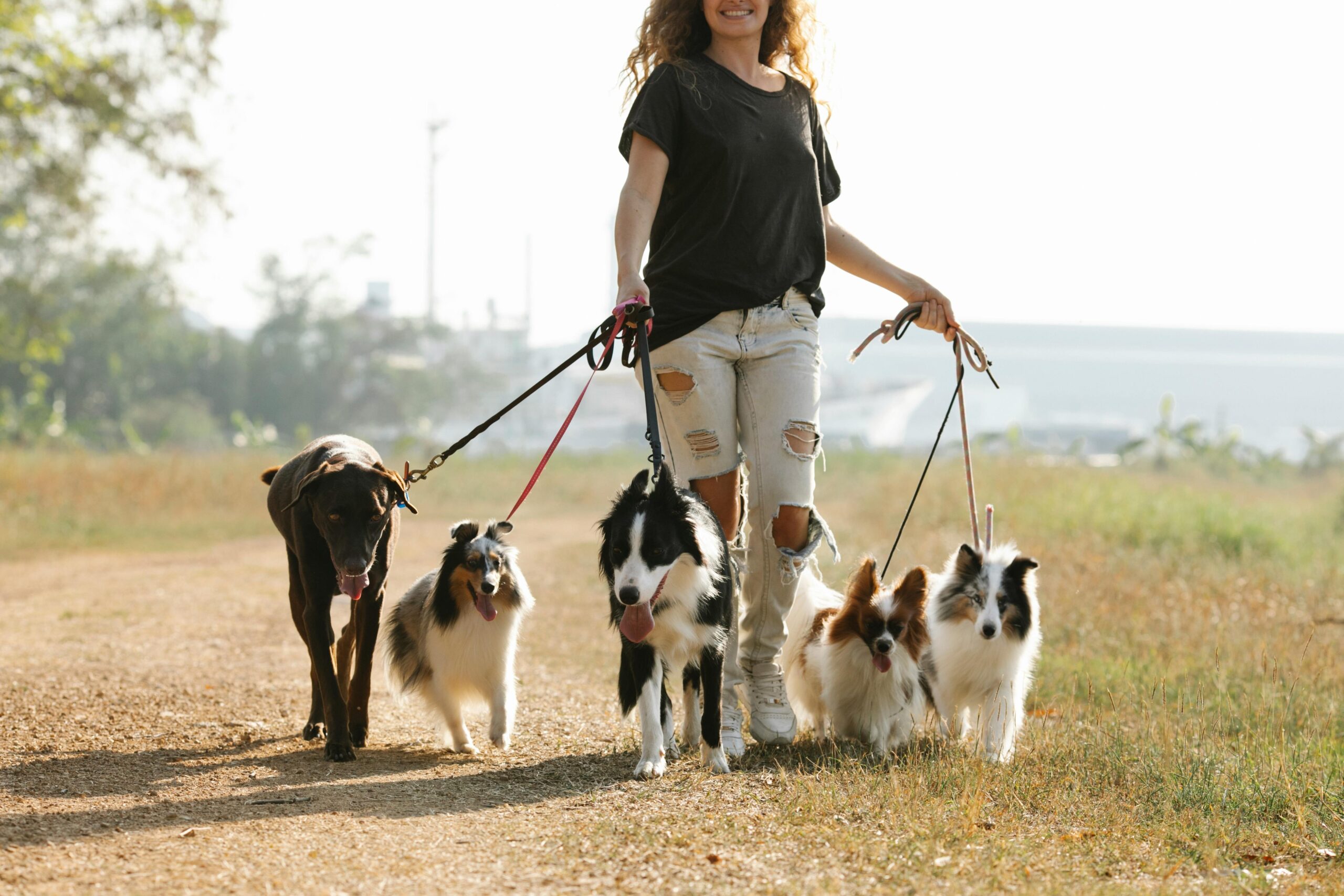 Woman gently using slicker brush on her golden retriever outdoors