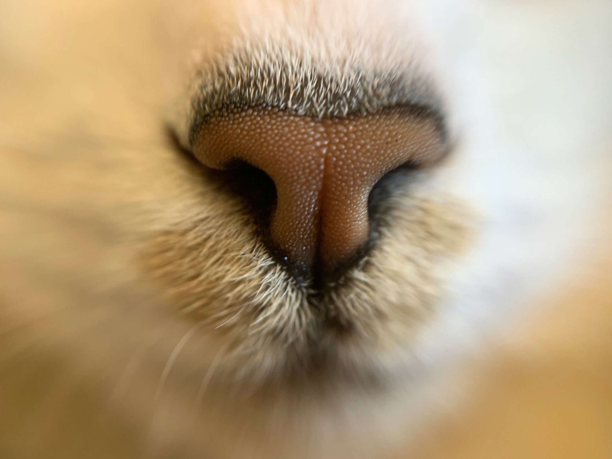 A close-up shot of a high-quality firm bristle brush designed for pets.