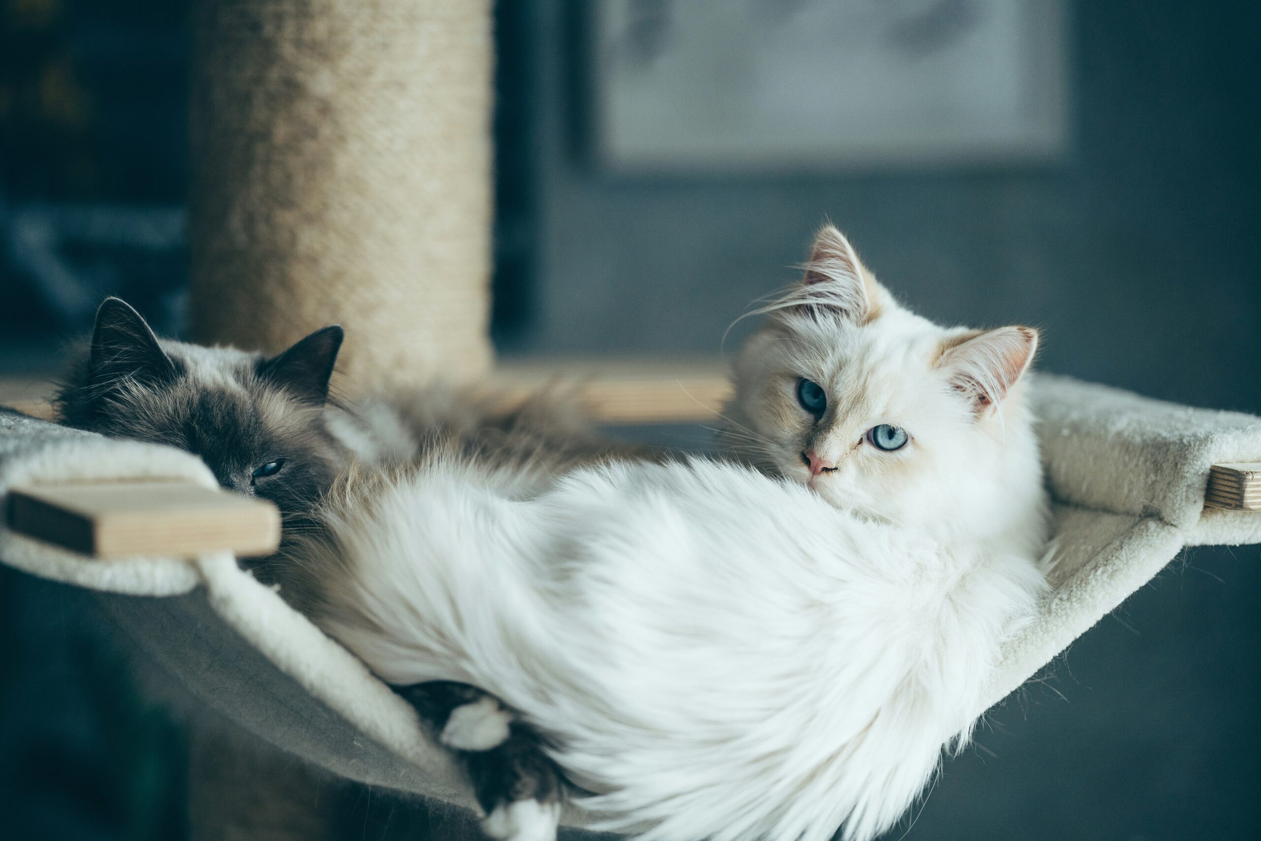 A dog and cat being brushed together by an owner