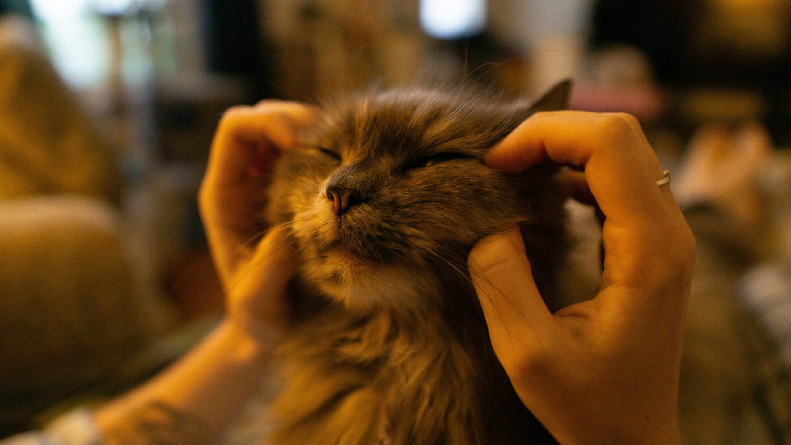 A Persian cat lounging comfortably with smooth, shiny fur next to a bristle brush.