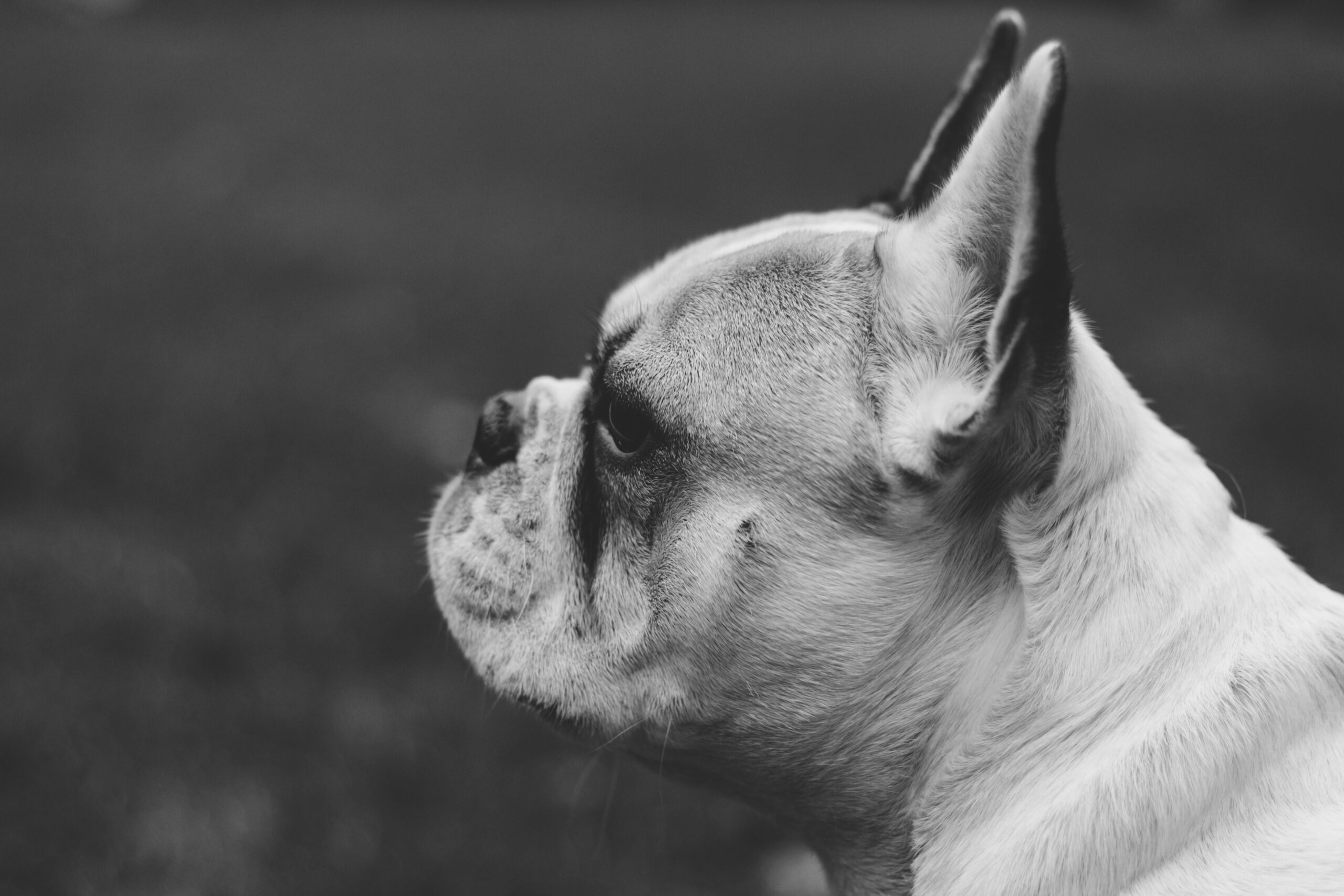 A small dog scratching its ear, highlighting signs of discomfort due to poor skin health.