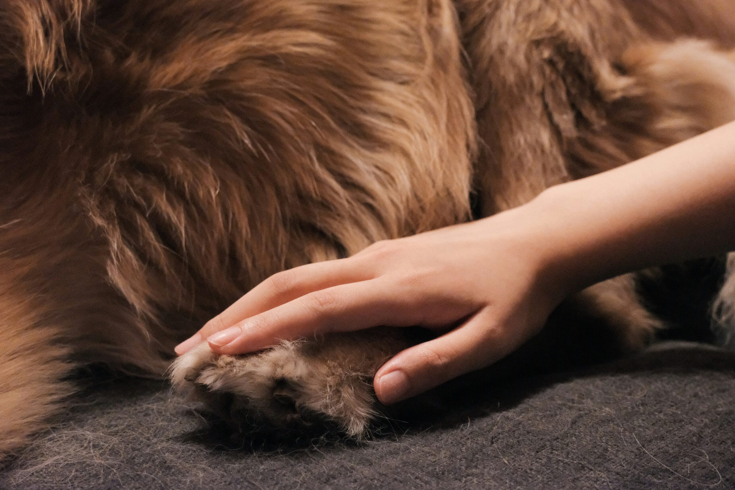 Before-and-after photos of two happy pets showcasing improved coat quality.