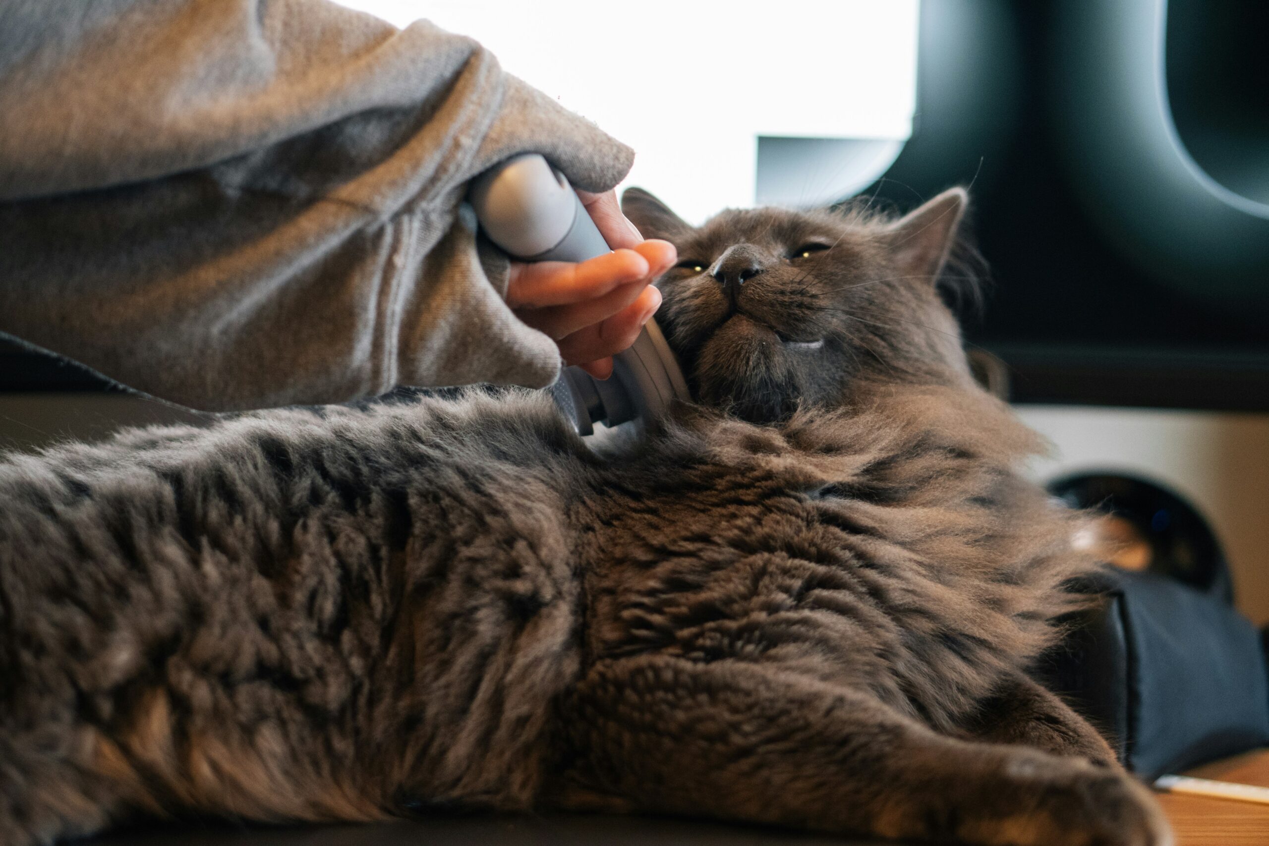 Budget-Friendly Brush Options: Finding the Perfect Bristle Brush for Your Pet
