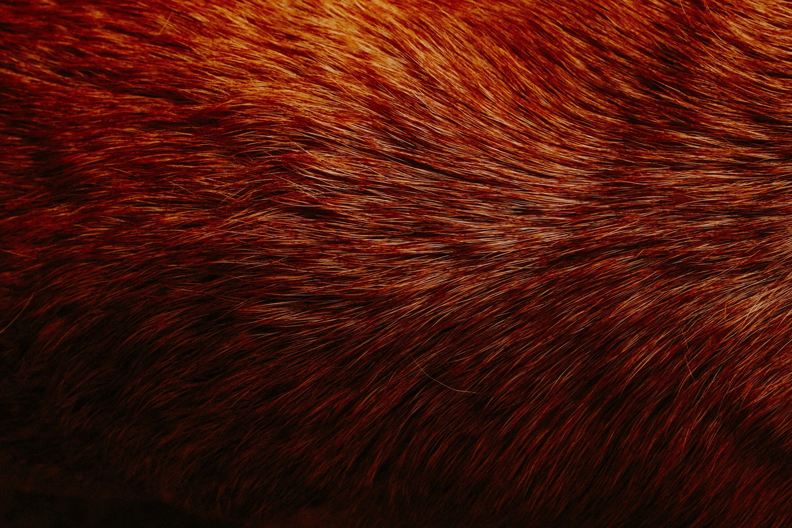 Comparison chart of various coat health brushes by breed