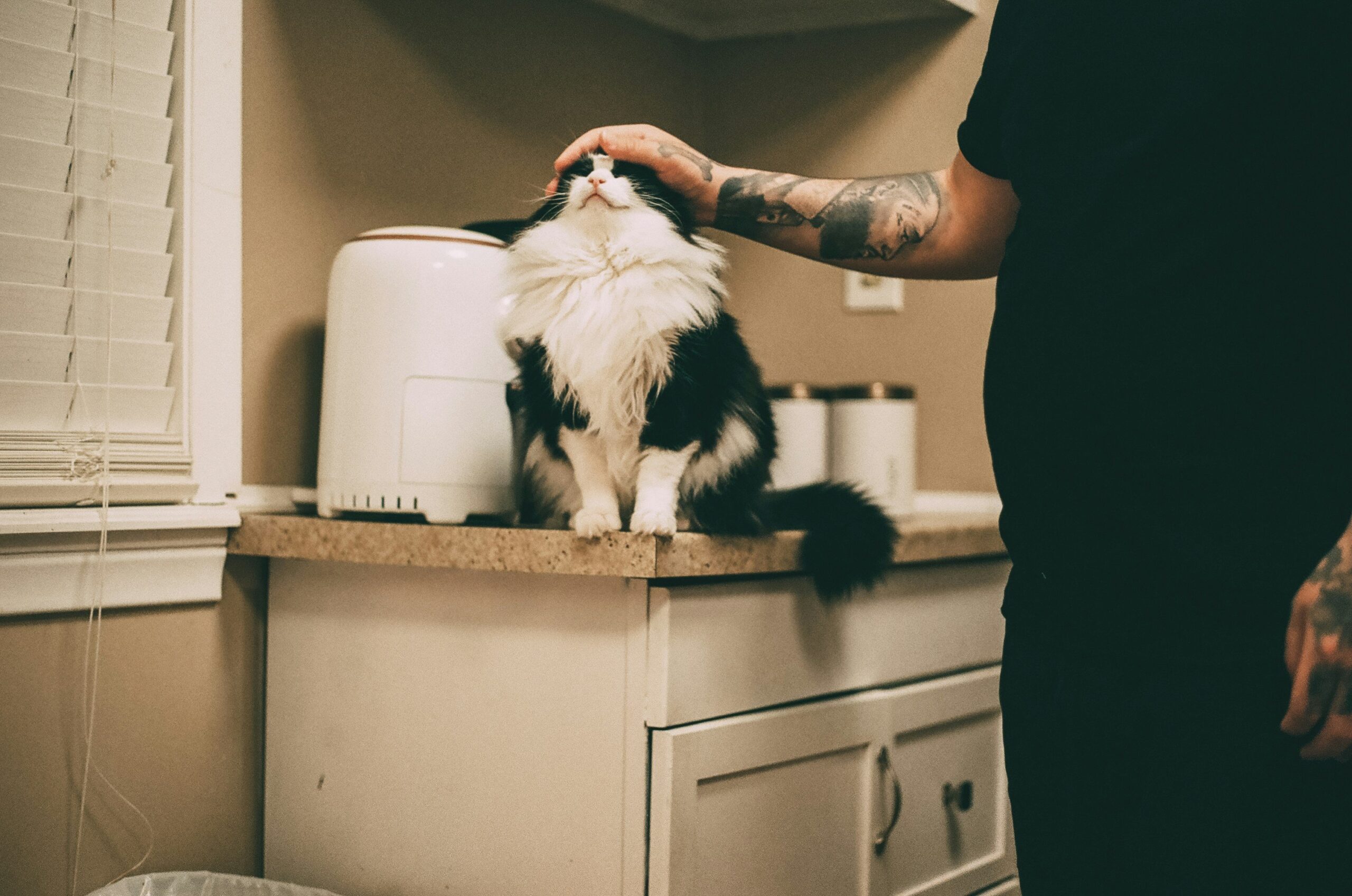 Comparison of different types of grooming brushes