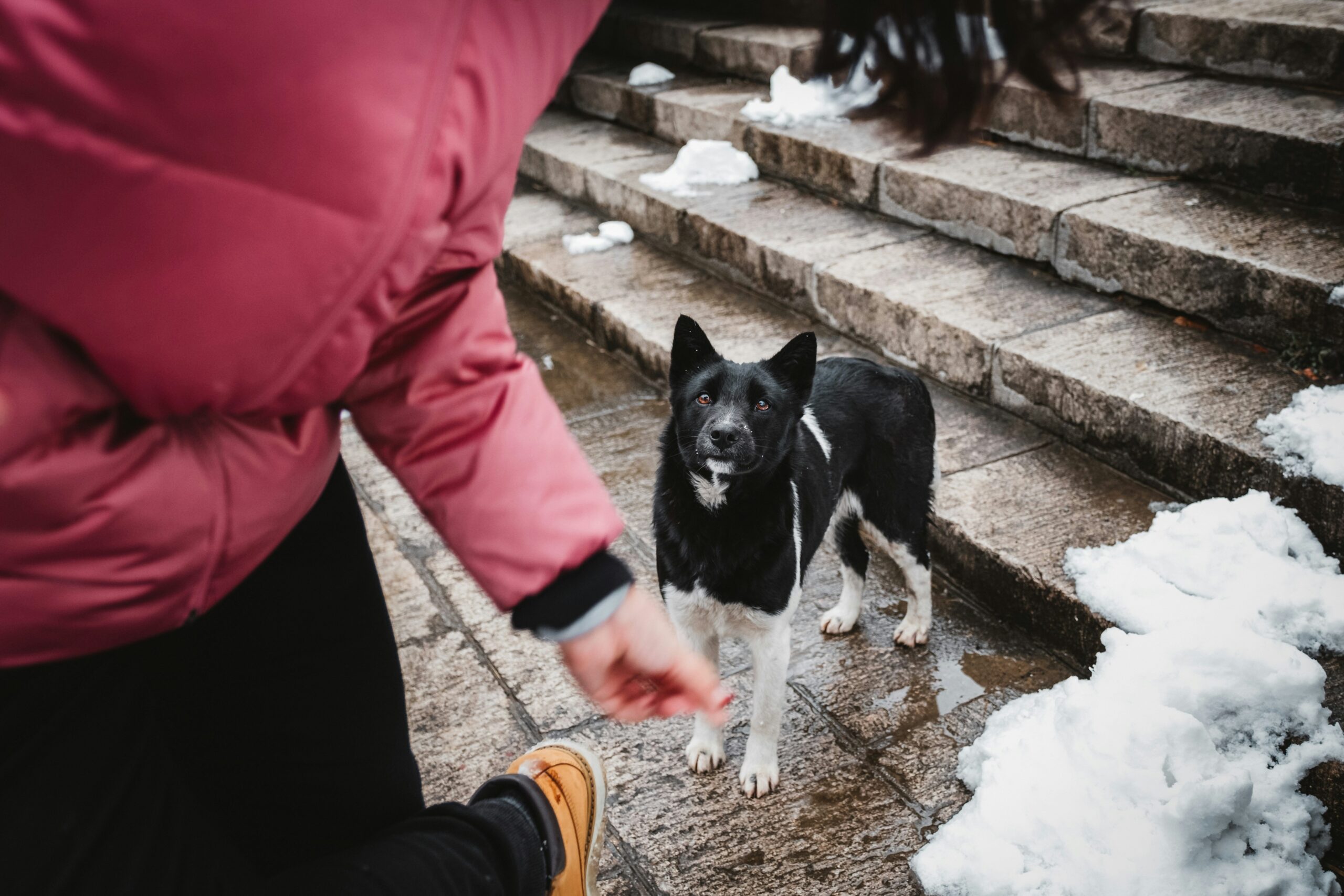Demonstration of dividing a dog’s coat into sections for easy brushing