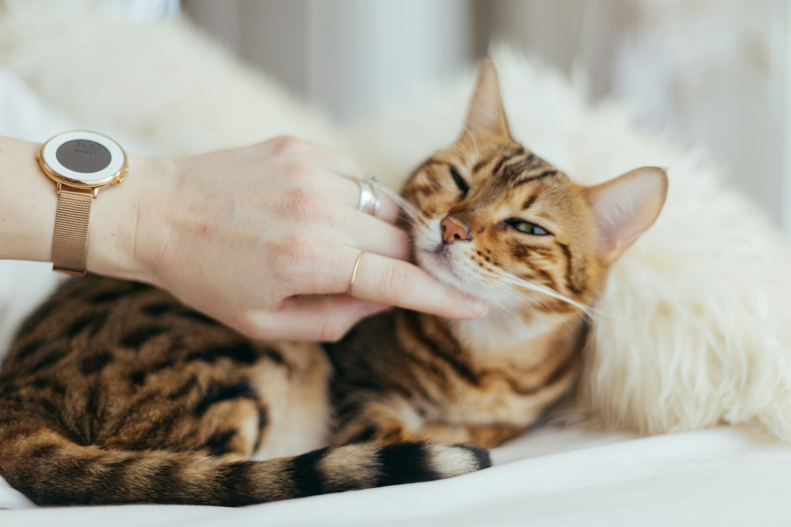 Different types of pet grooming brushes, including travel-friendly options