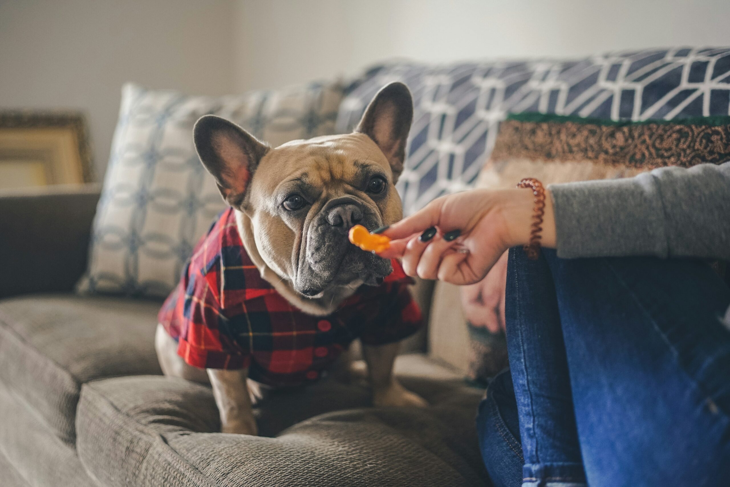 dog and cat grooming