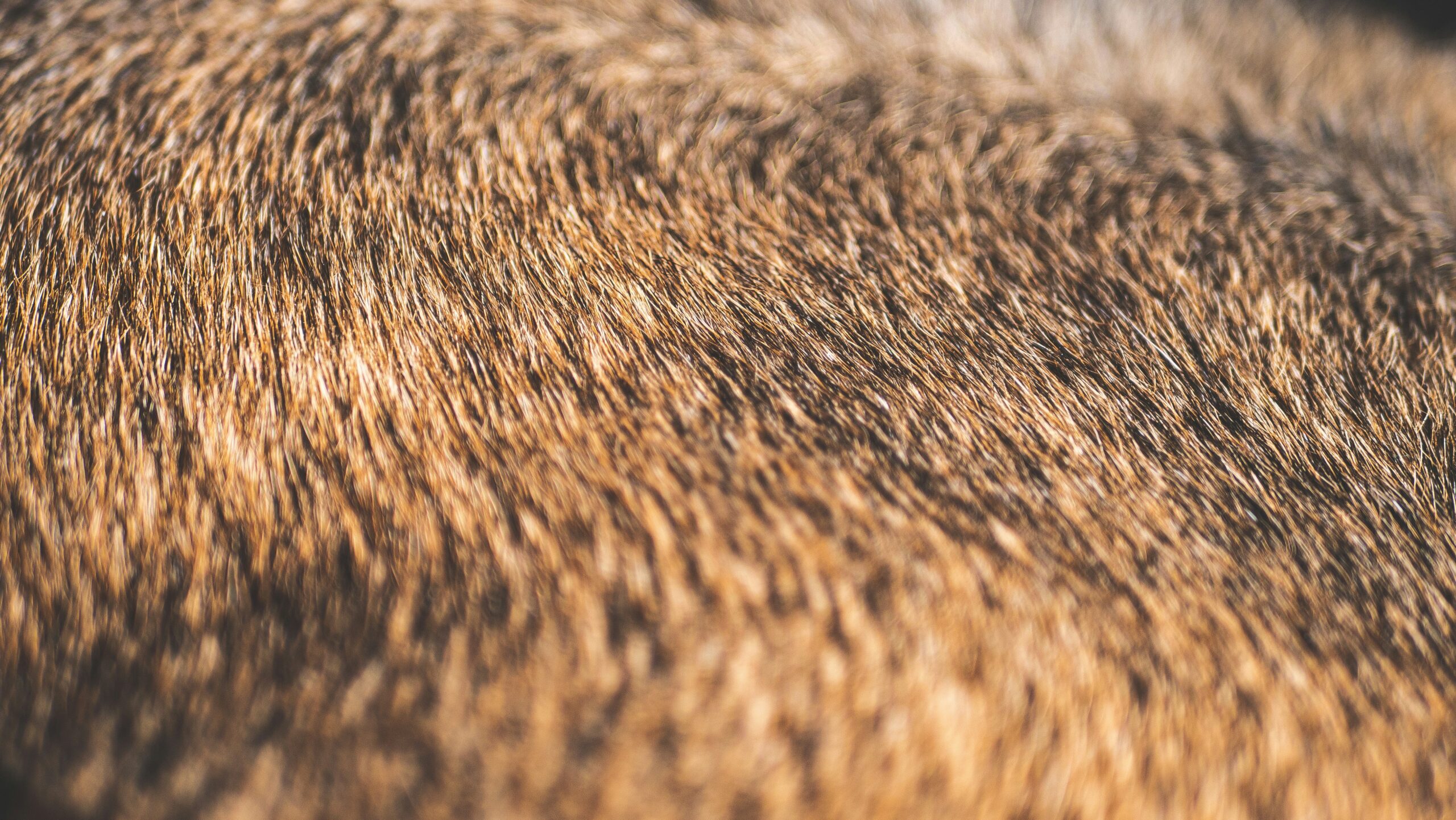 Dog receiving grooming treatment with a high-quality bristle brush