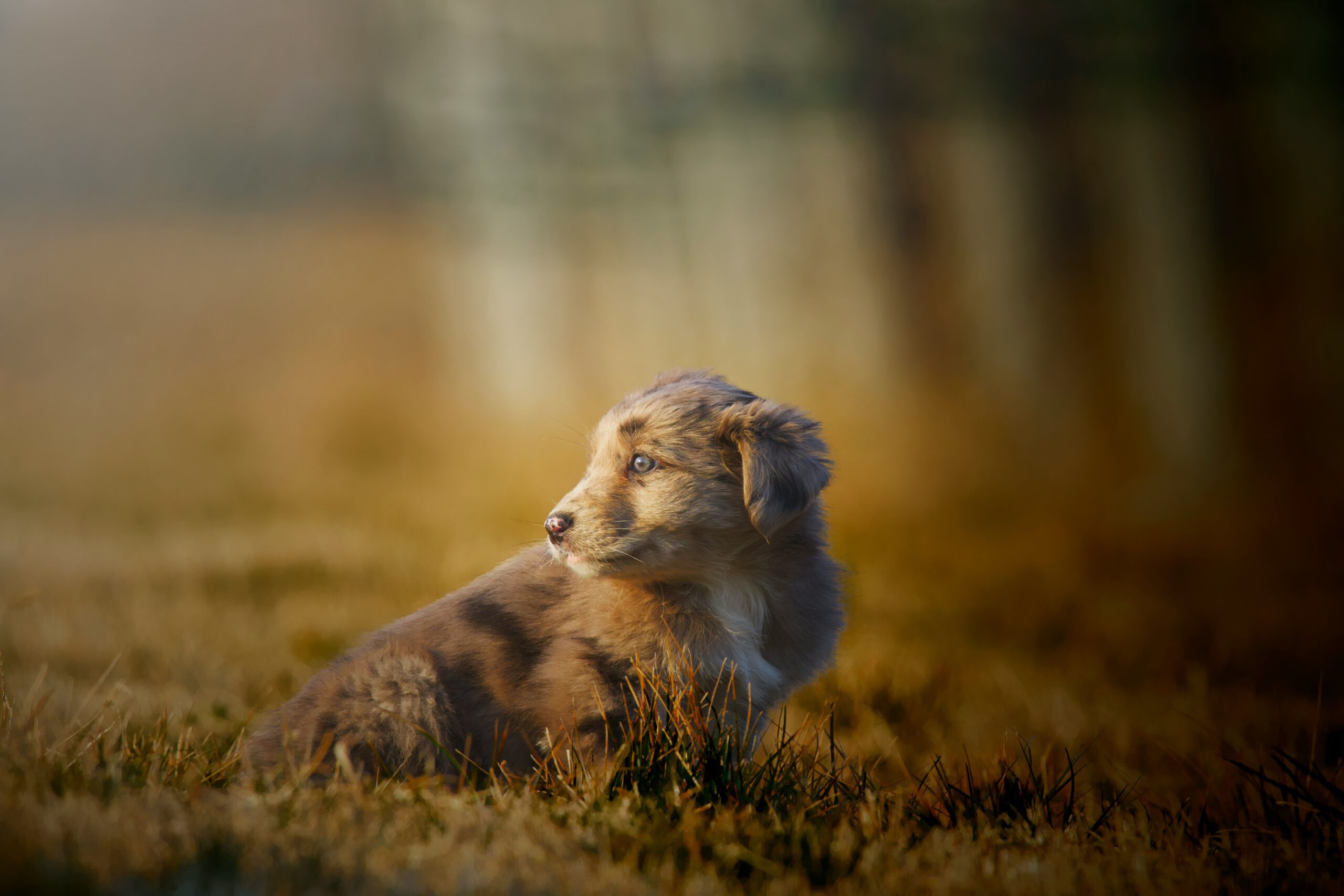 Happy golden retriever lying on grass after a grooming session, showcasing healthy fur and glowing skin.