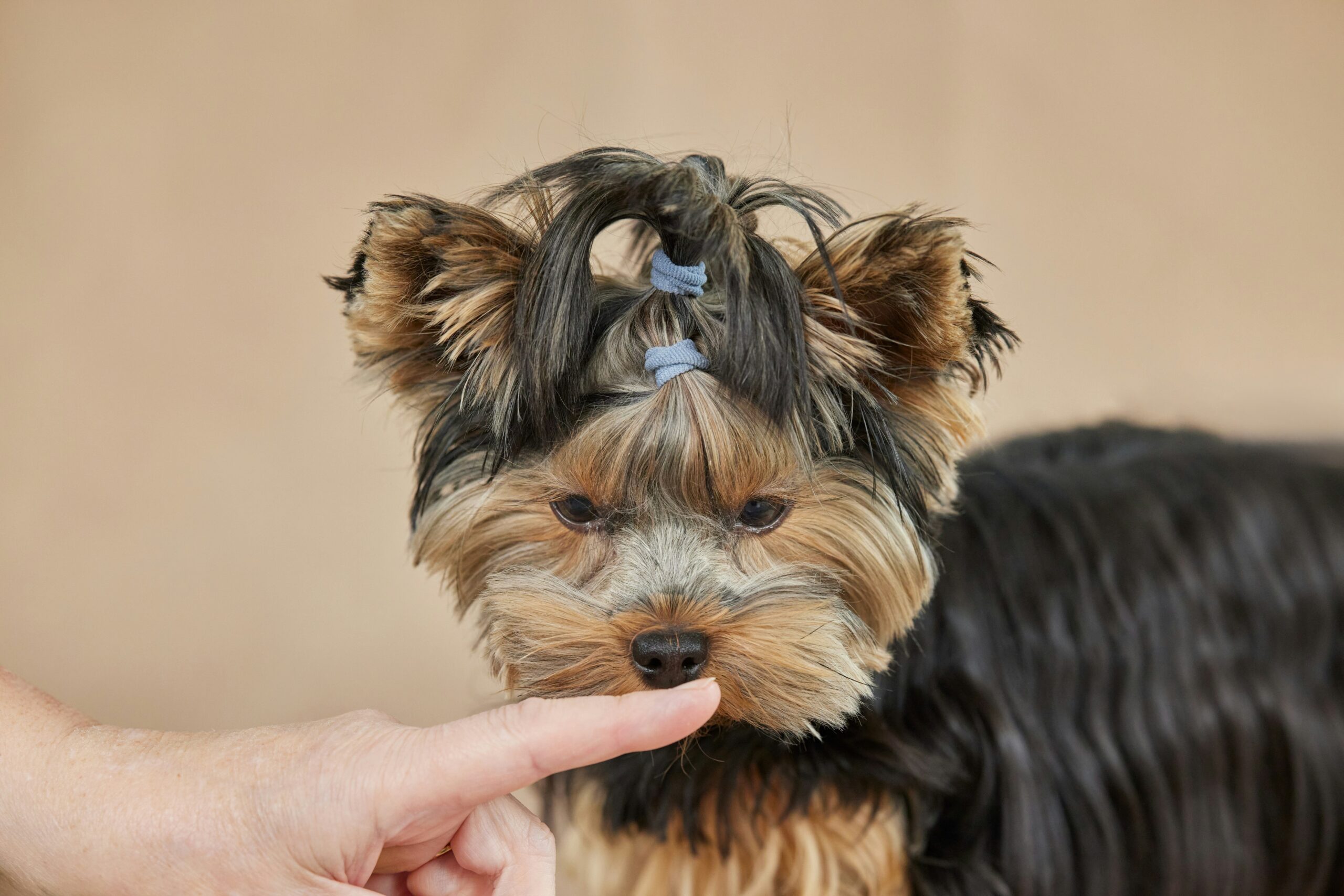The Tangle-Free Technique: Master the Art of Pet Grooming with Bristle Brushes
