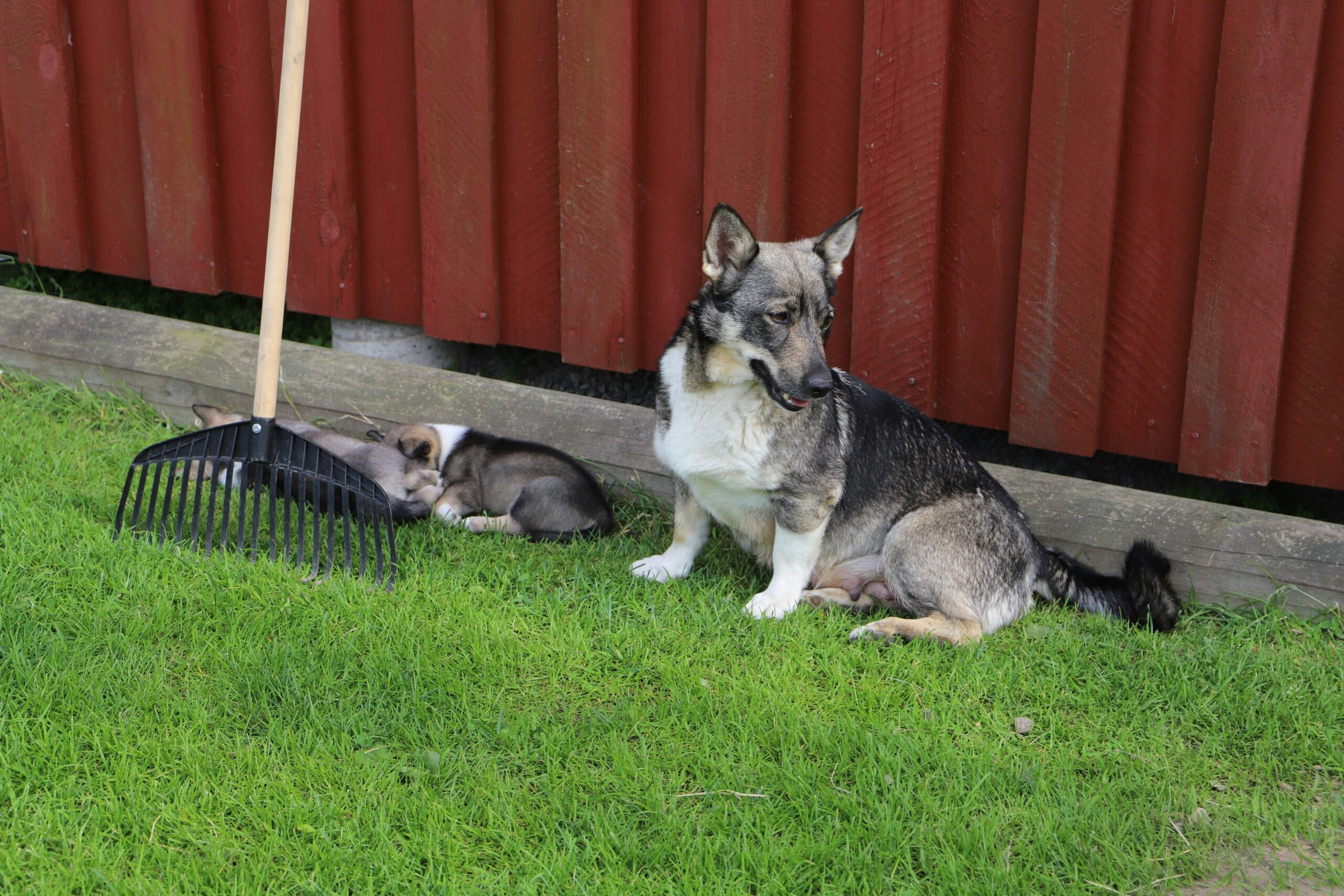 Top Dermatologist-Recommended Brushes for Pet Grooming: The Ultimate Guide