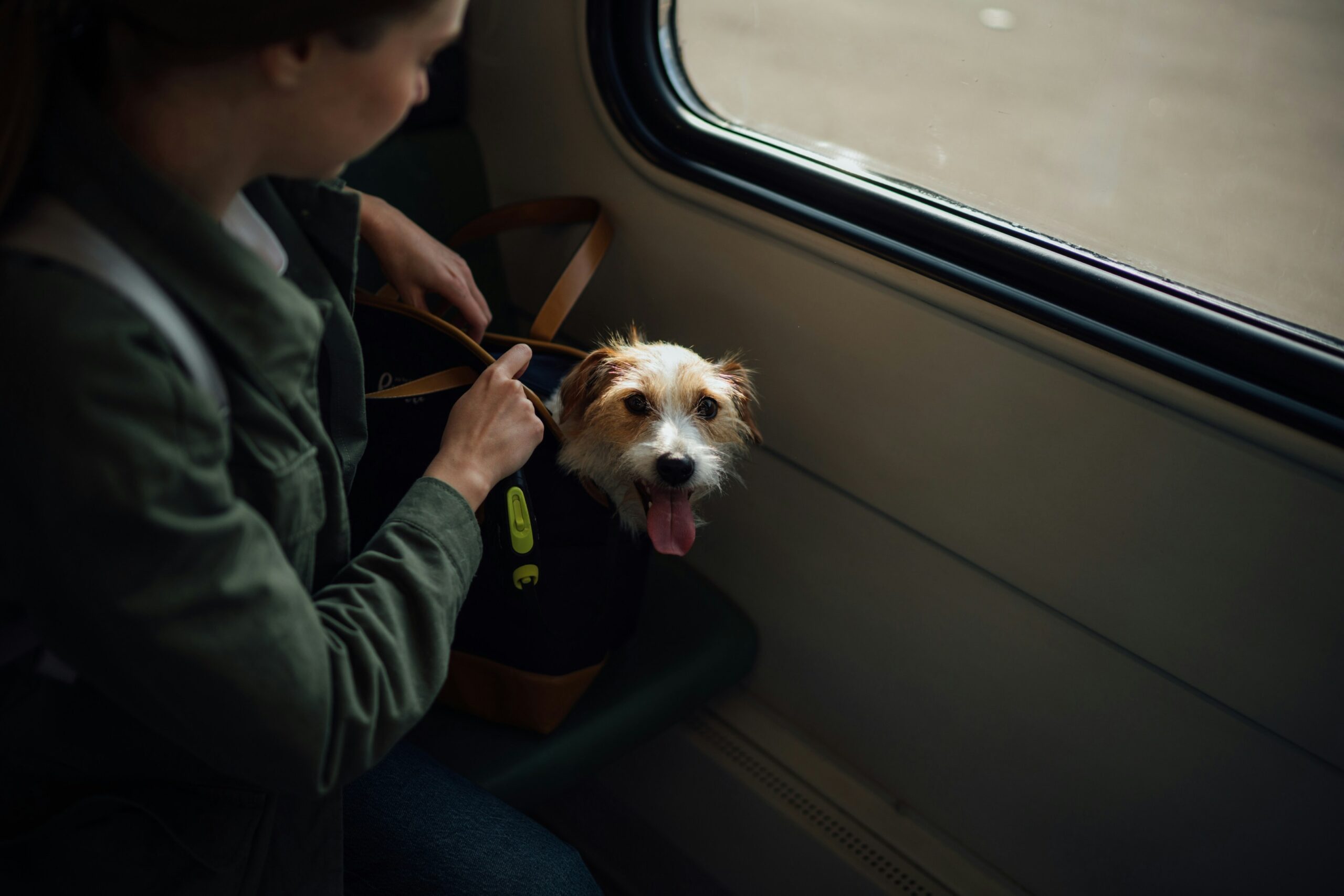 travel pet grooming