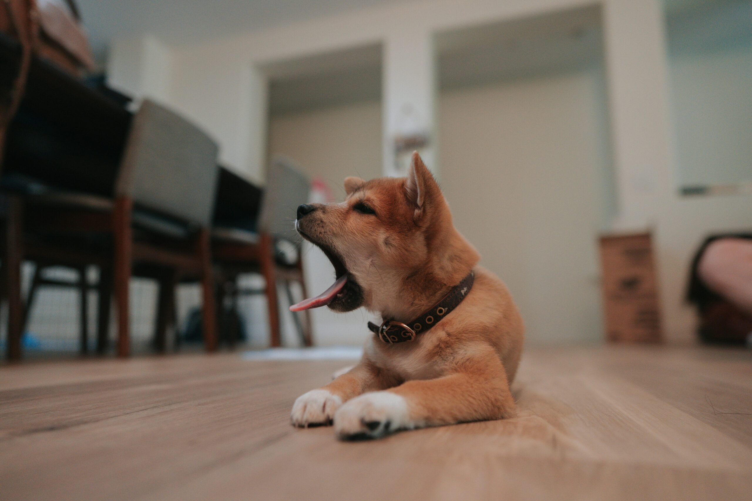 Why Every Pet Owner Needs a Dermal Care Tool in Their Grooming Arsenal