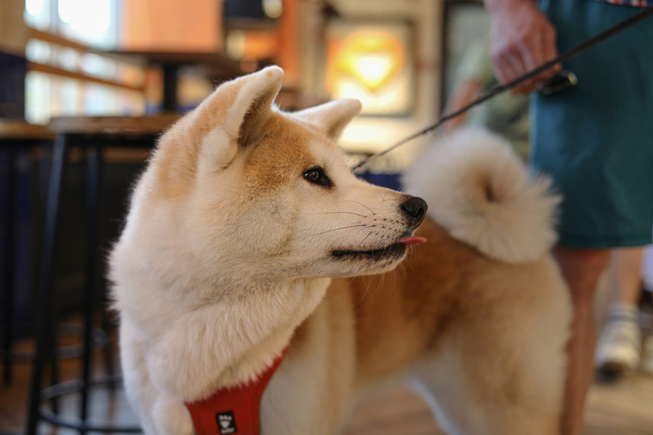 Why Every Pet Owner Needs a Follicle Stimulate Groomer: A Bristle Brush Deep Dive