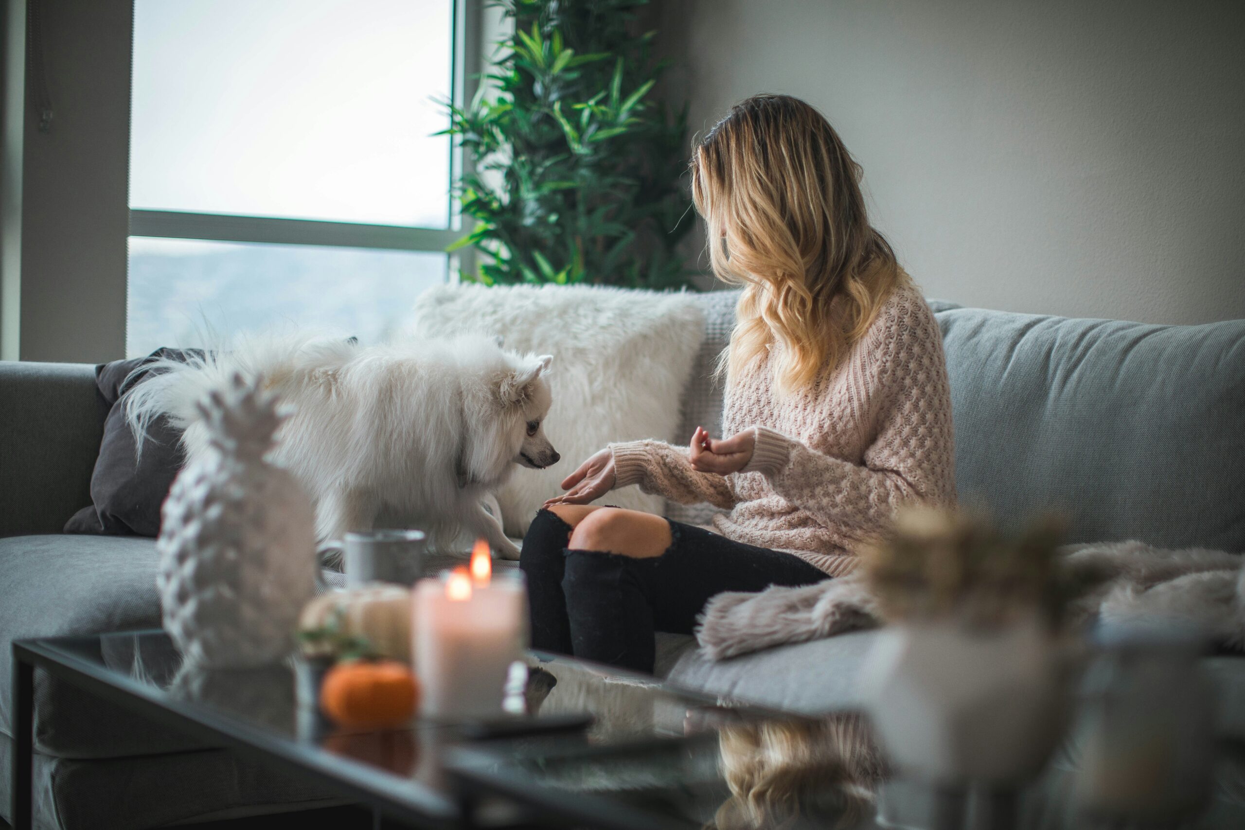 Why Every Pet Owner Needs a Soft Bristle Brush: The Ultimate Guide