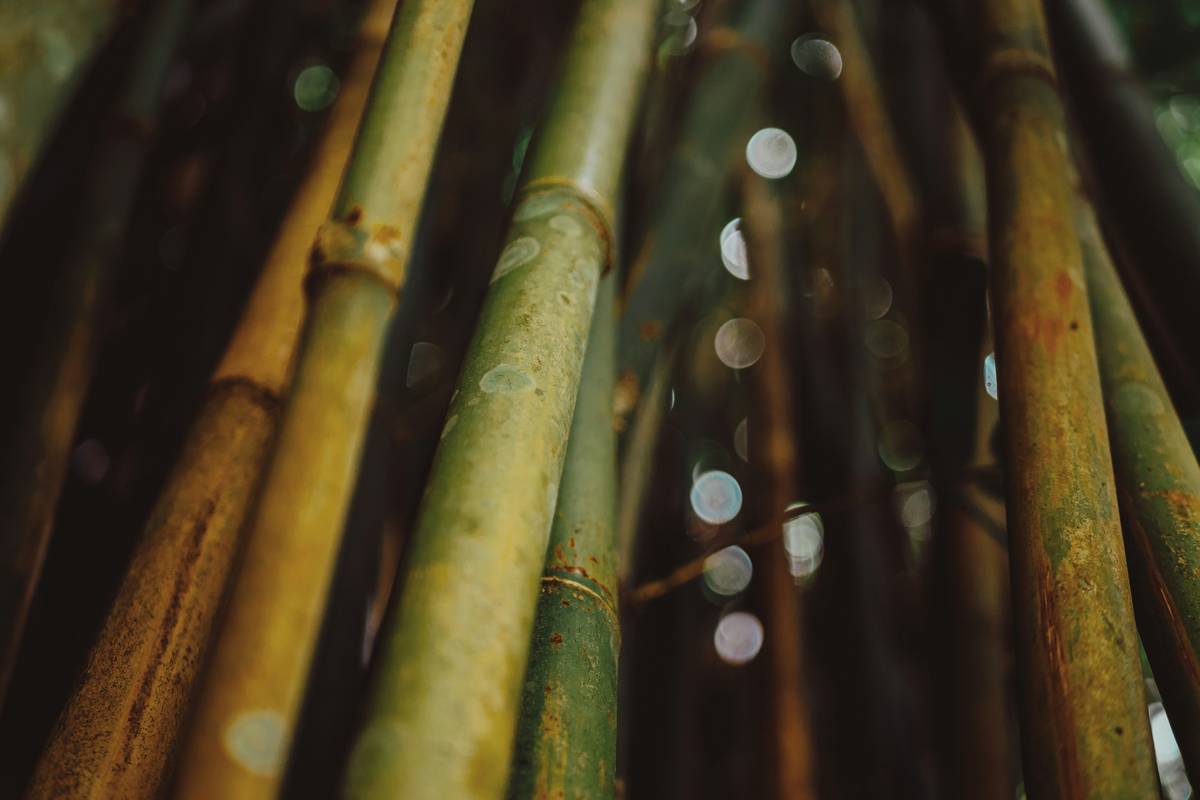 A close-up of a high-quality bamboo bristle brush with soft bristles.