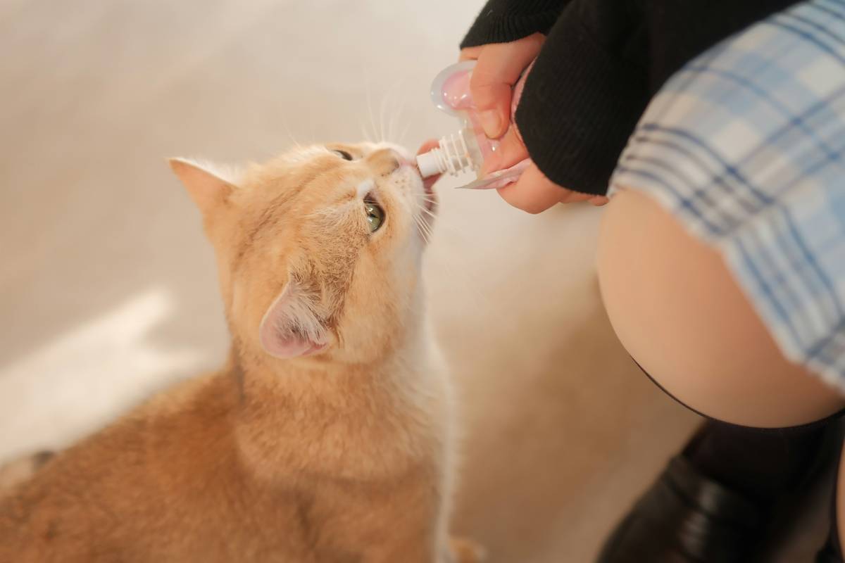 A comparison chart showing different types of bristle brushes for pets.