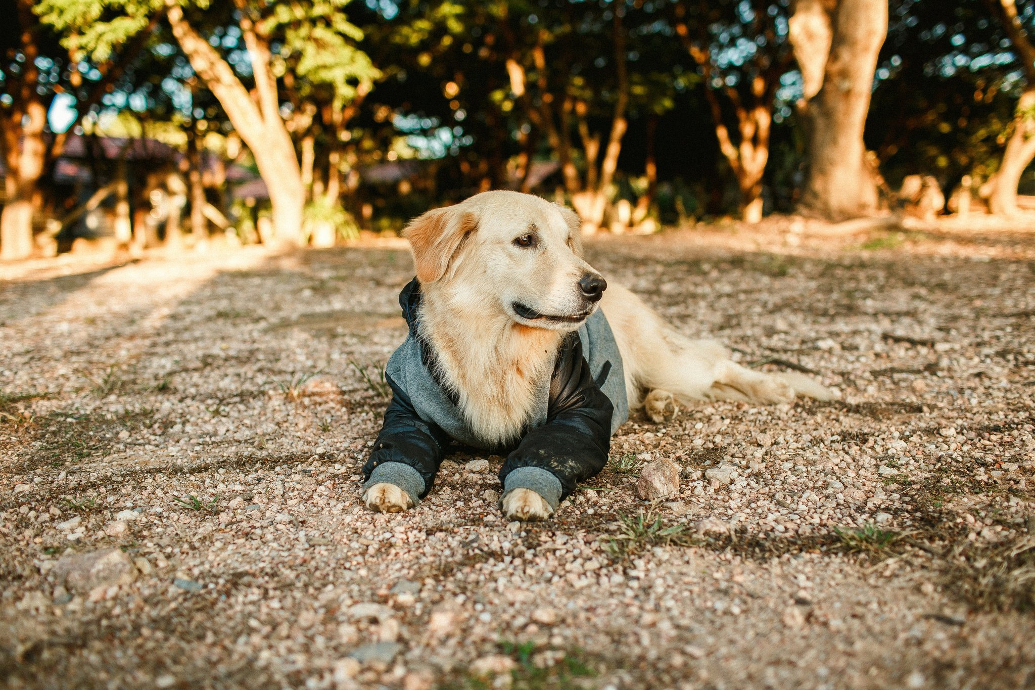 Before and after photos showing improvement in pet coat quality