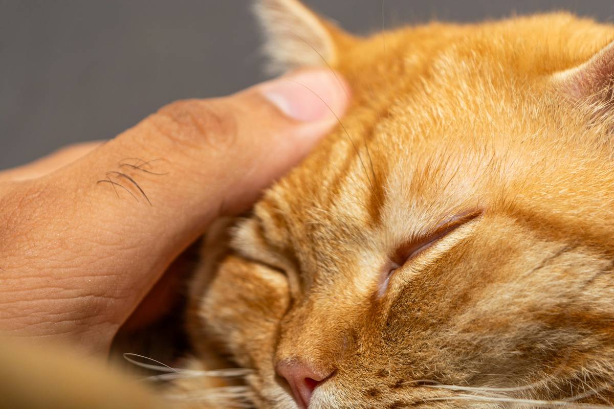 Close-up image of someone combing a dog