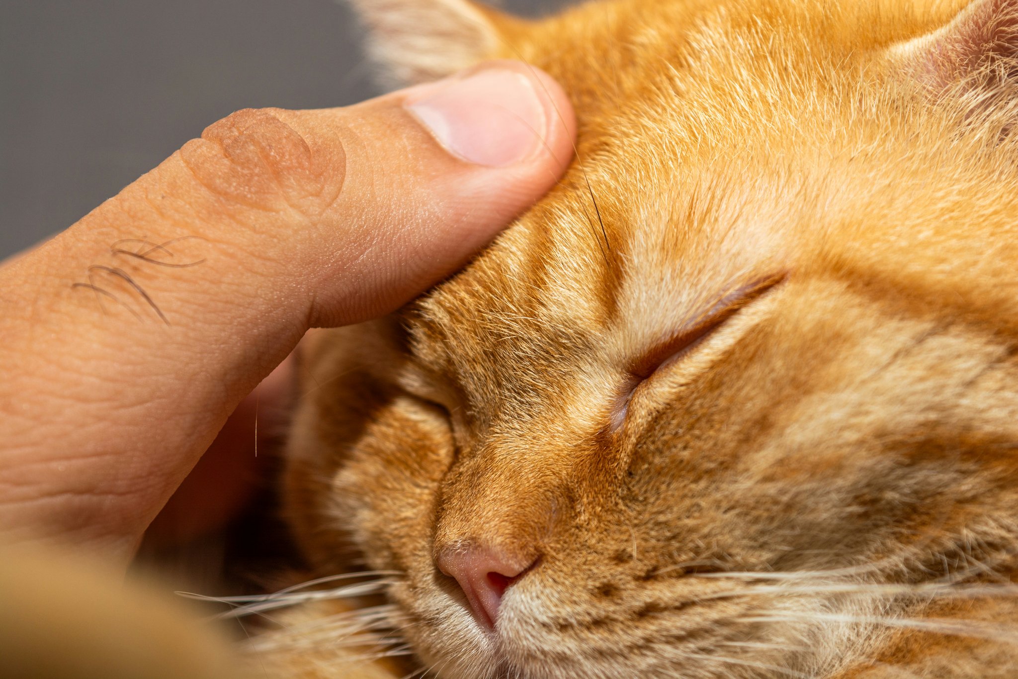 Close-up of a hand holding a rubber bristle brush grooming a cat