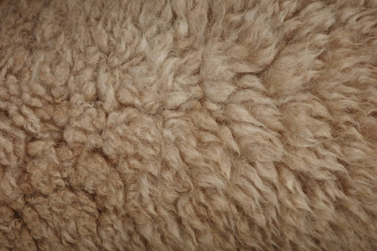 Close-up of hands holding a bristle brush grooming a dog
