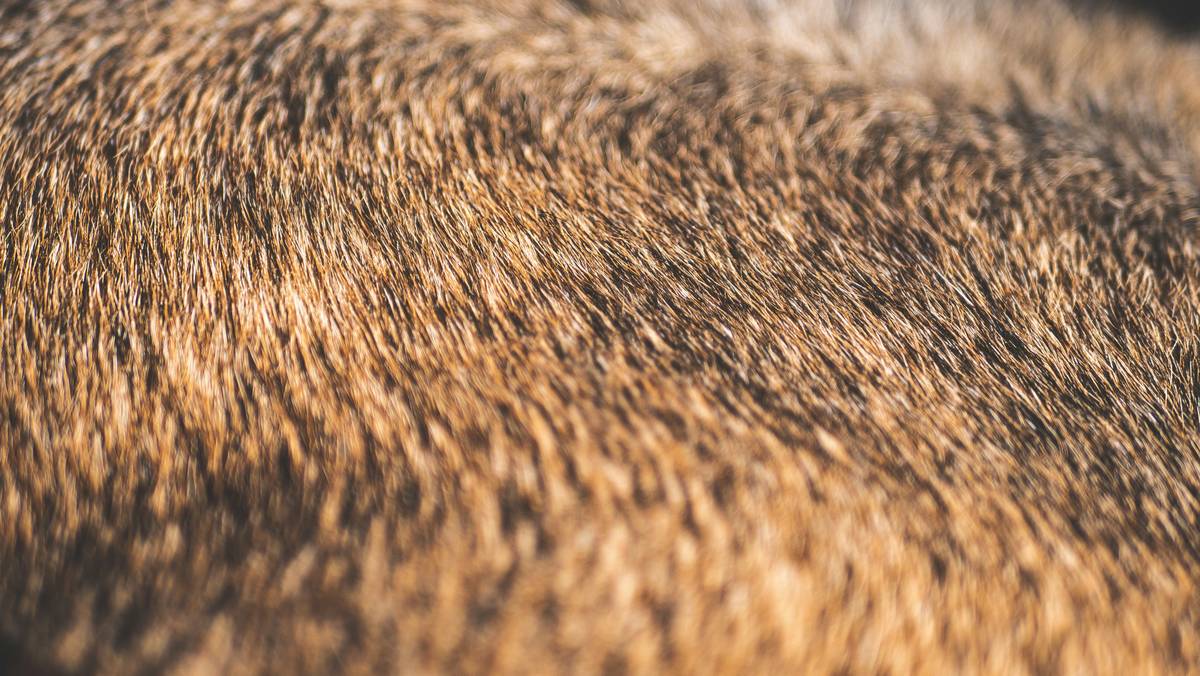 Close-up shot of a wooden-handled bristle brush with natural fibers