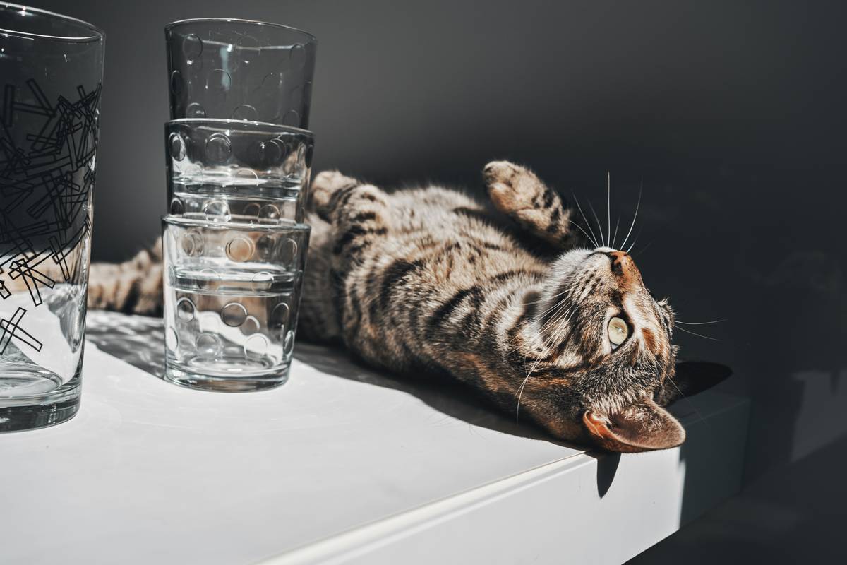 Illustration showing how hydration comb improves pet coat health