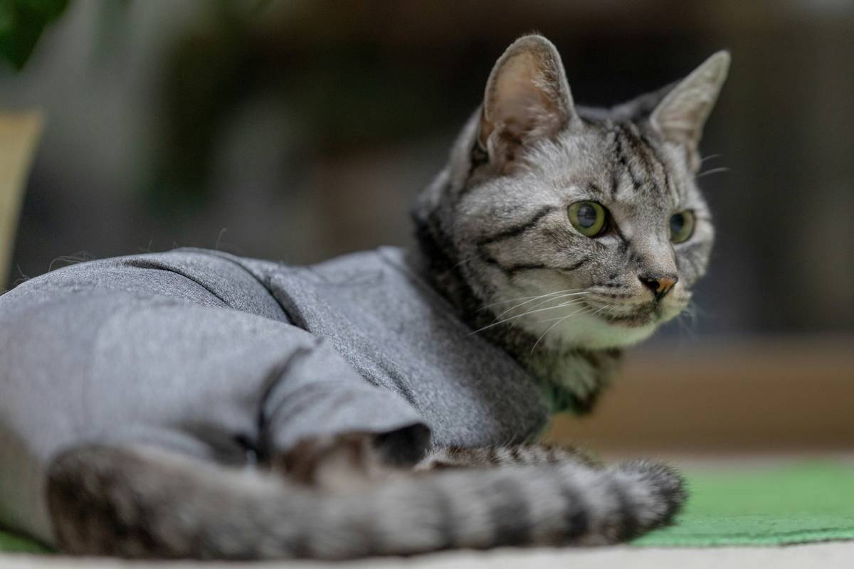Mastering the Perfect Brush Angle Guide: Unlock Your Pet's Best Coat Ever