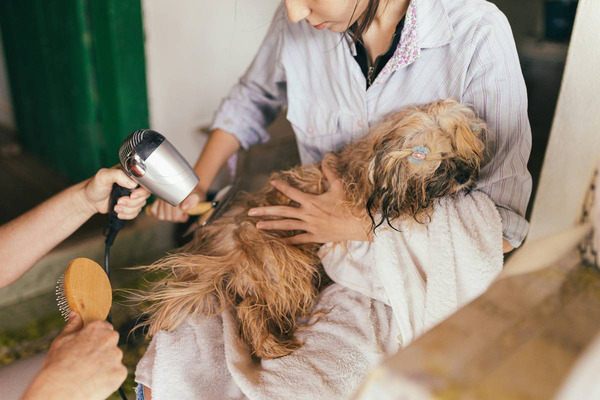 The "Gentle Pull Technique": Mastering Bristle Brushes for Stress-Free Pet Grooming
