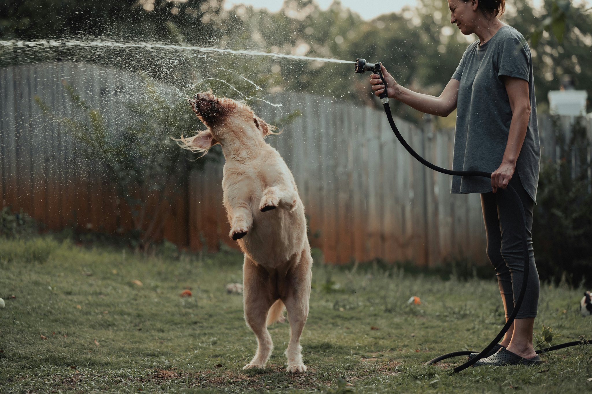 The Ultimate Guide to the “Pore Clean Groomer”: Bristle Brushes for Every Pet Parent