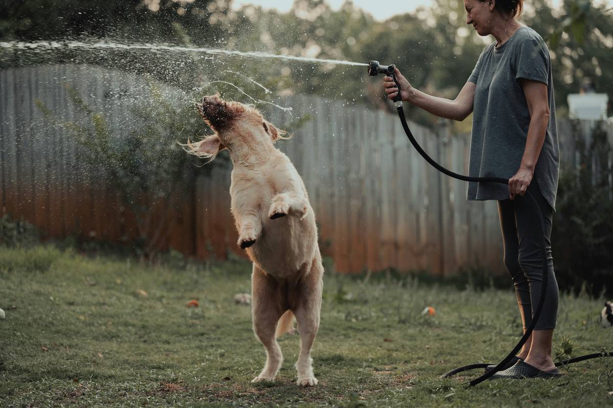 Why Every Pet Owner Needs a Sparse Bristle Tool: The Secret to Effortless Grooming